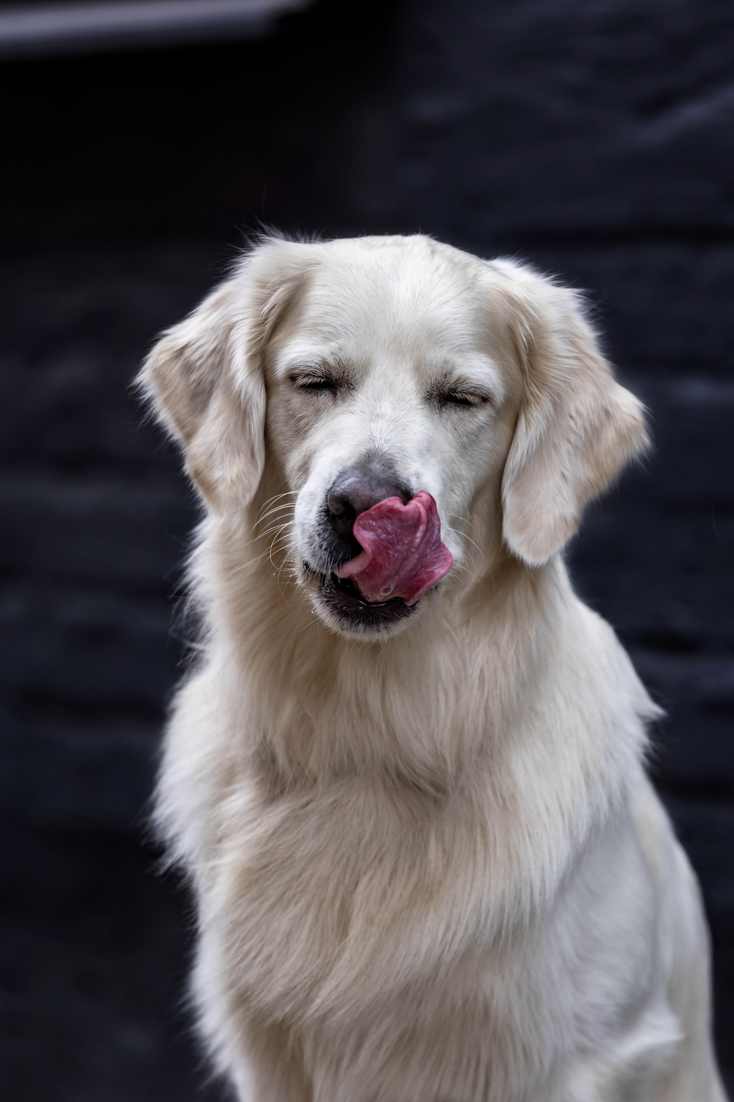 Голден. Https://moshkovaphoto.ru/