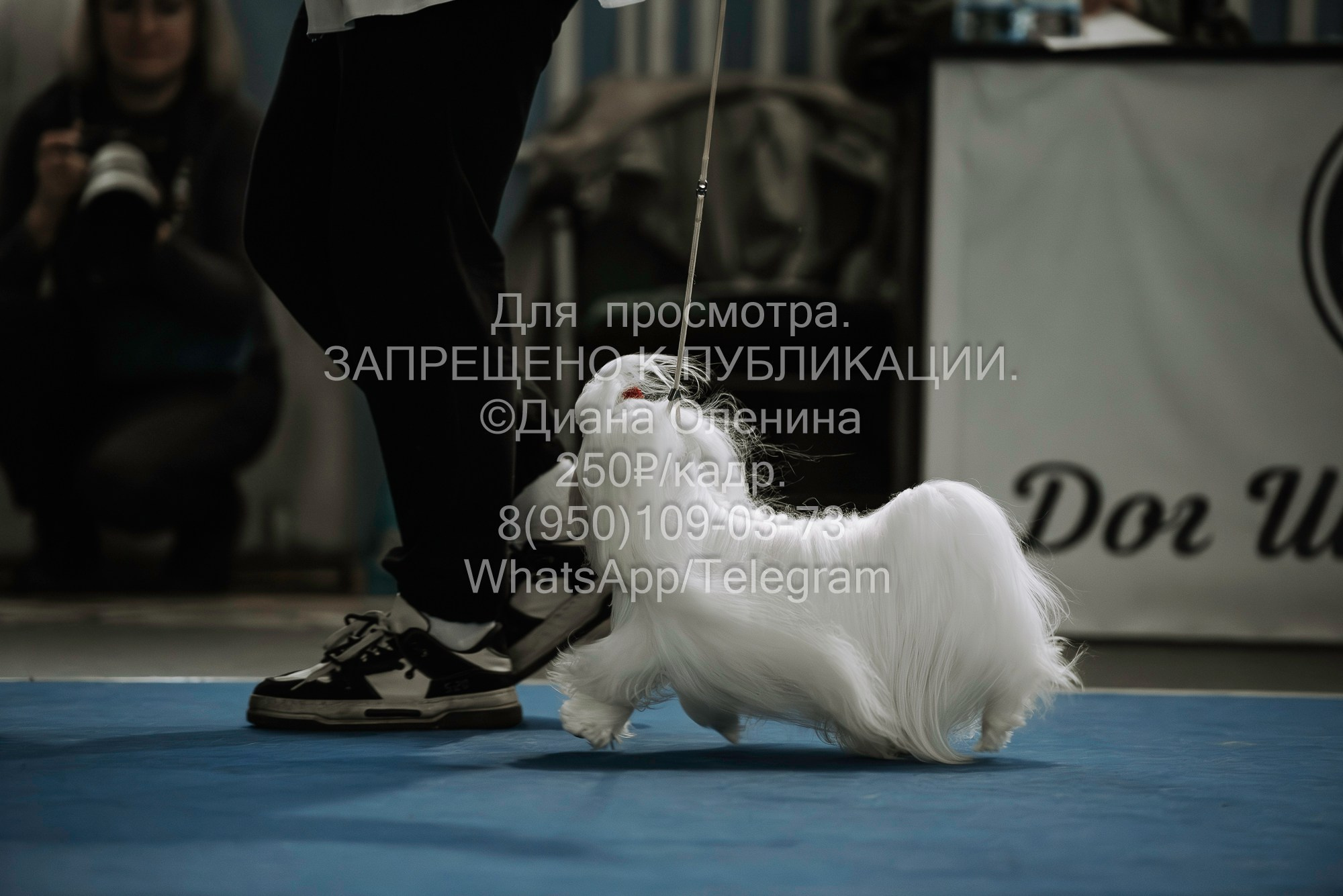 Выставка собак Красноярск 29.10.2023. Фотограф Диана Оленина Красноярск / Братск