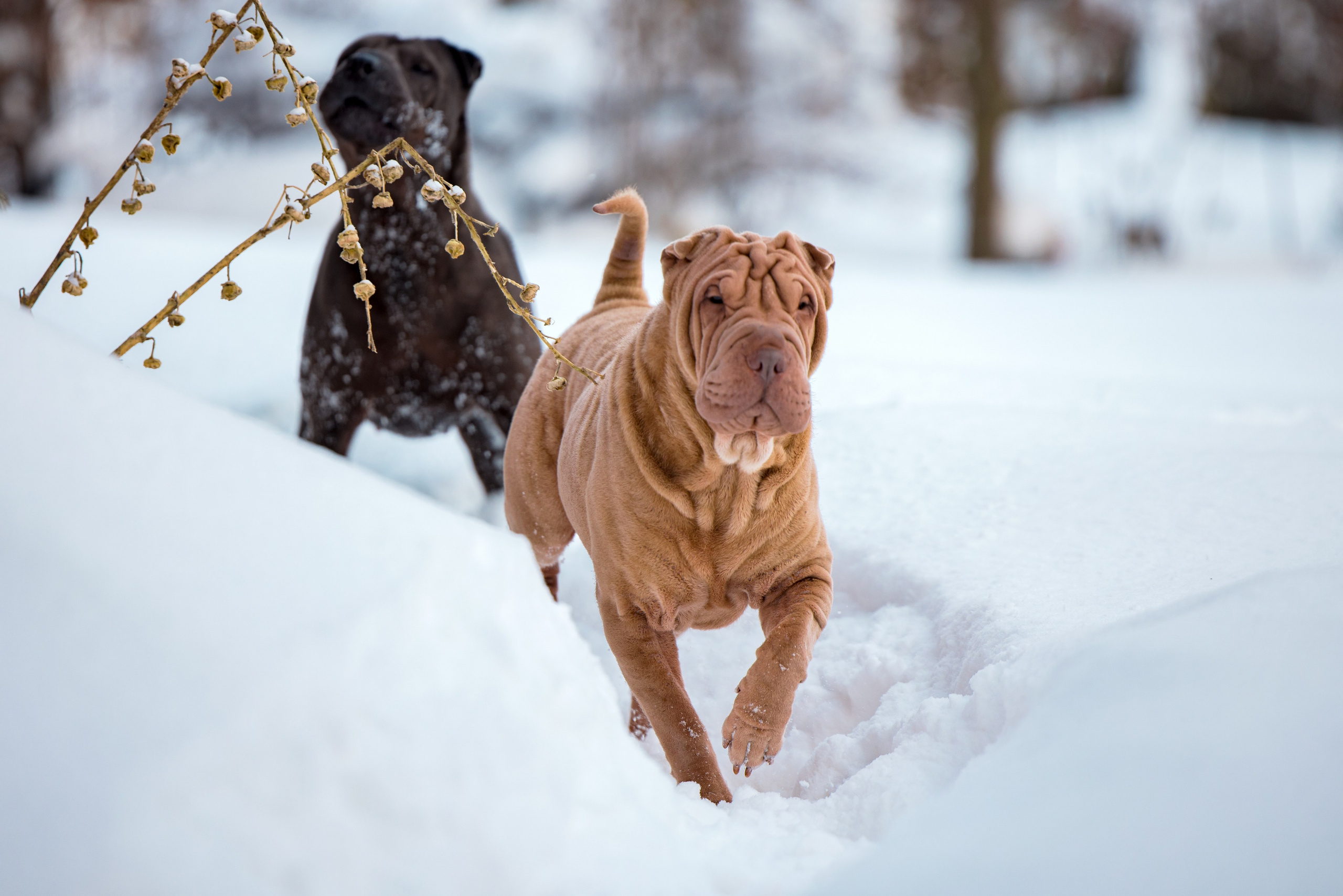В гостях у шарпеев 16.01.2024. Фотограф-анималист Юлия Германика