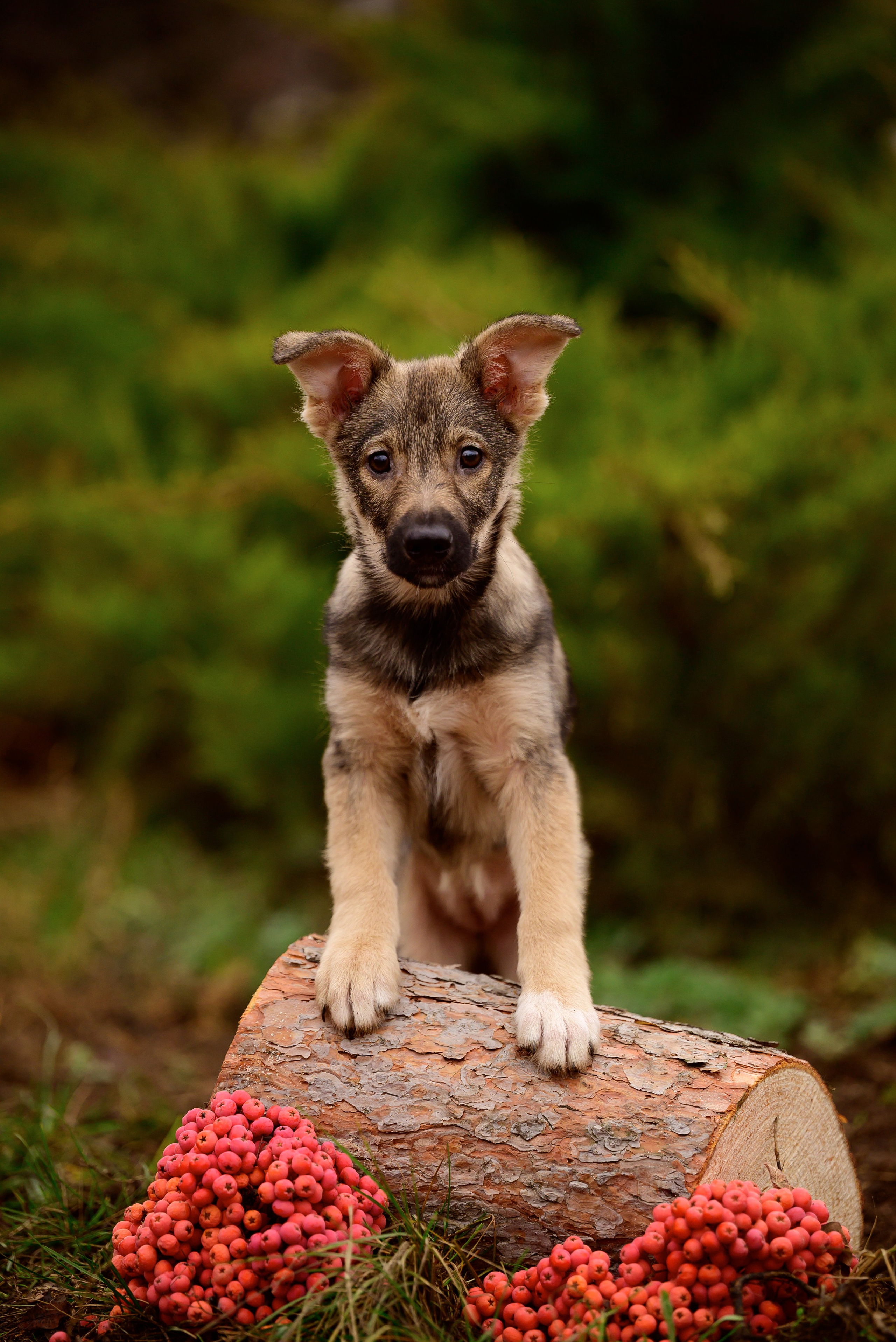 Круассанчики. Мила Астахова