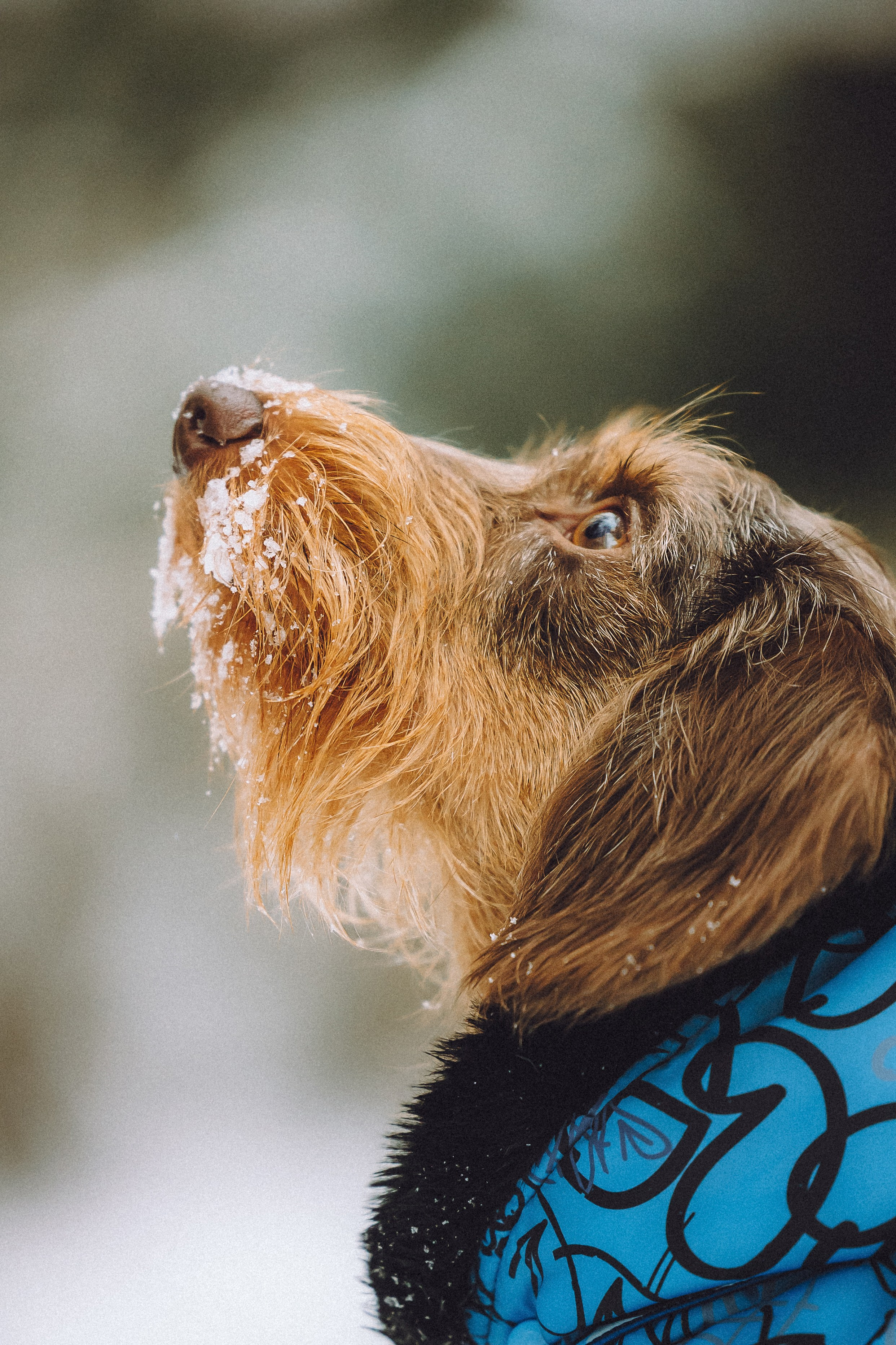 Каспер и его семья