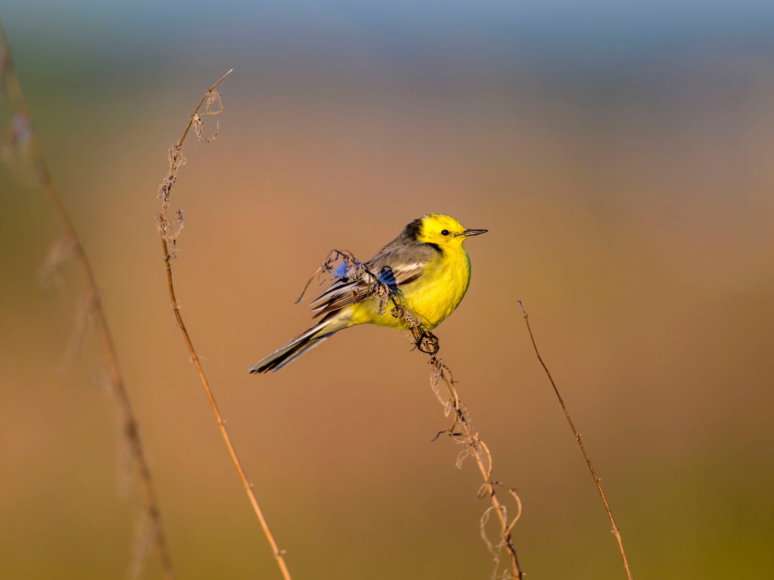 Варакушка. Фотограф Сергей Пупонин