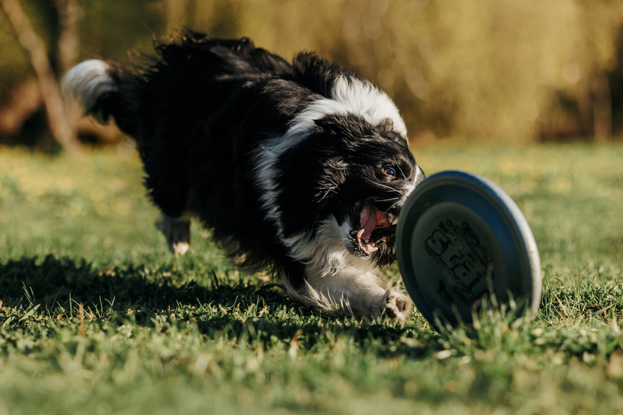 Аня и Иден. Фотограф-анималист Елена Радченко, Москва