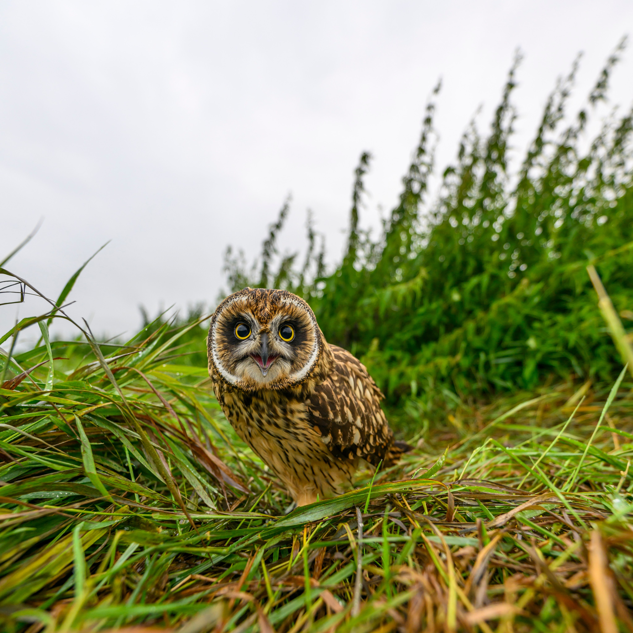 Совенок на ширик | Owlet with wide lens. Фотограф Сергей Пупонин