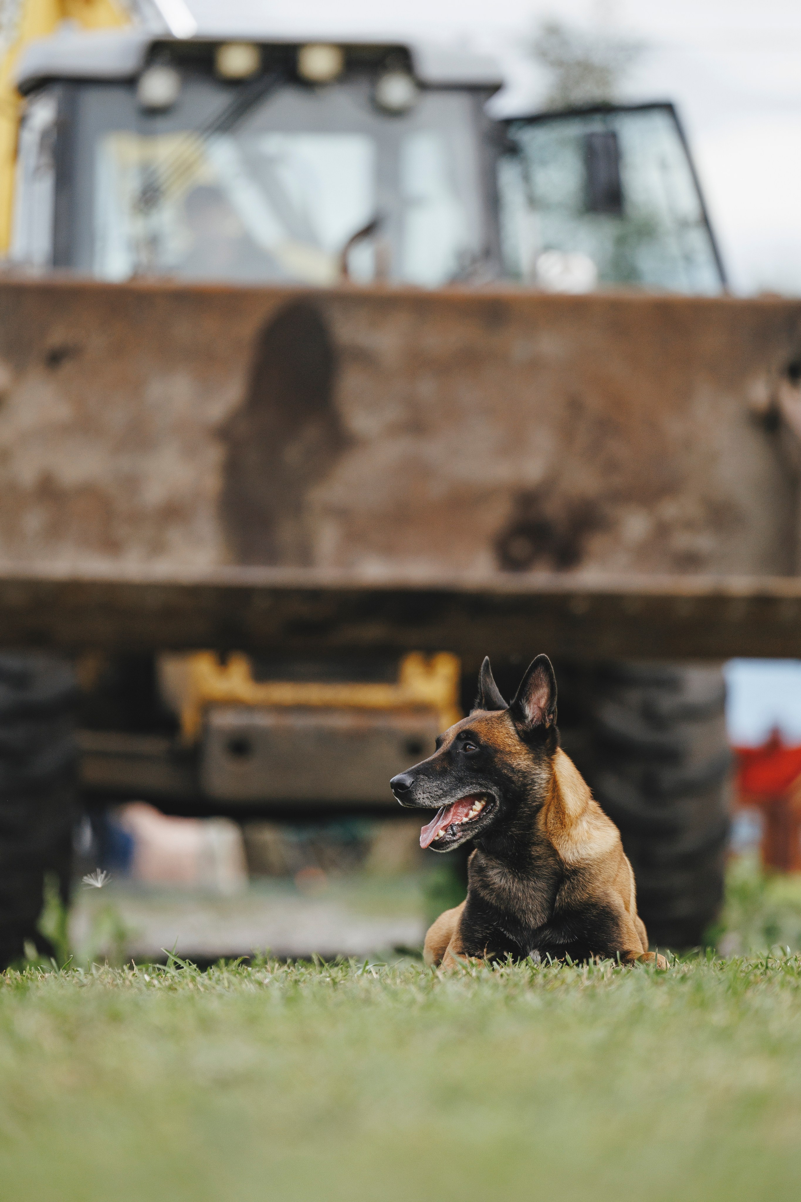 08.08.25-10.08.25 ЧР по мондьорингу г. Вологда. Фотограф-анималист Анна Маринич