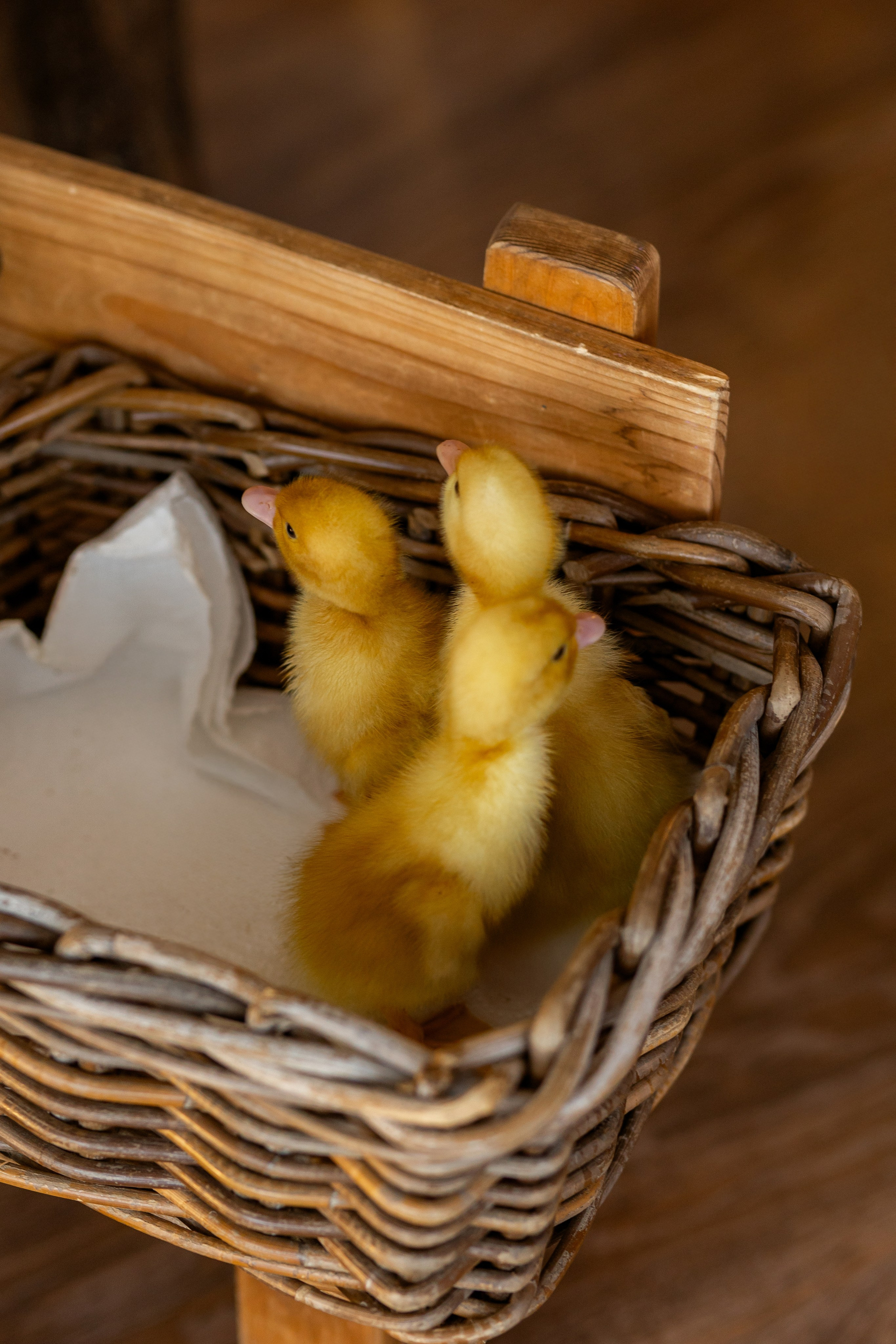 Денис к Пасхе. Семейный и женский фотограф в Ростове-на-Дону Екатерина Фитисова