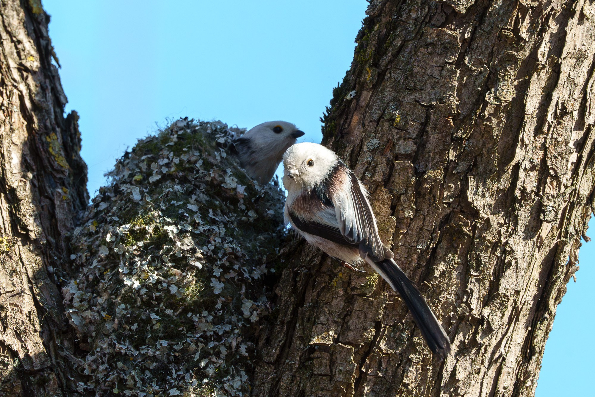 Удивительные мир птиц. Вокруг нас столько прекрасного — присмотритесь!. Ваш личный фотограф Марина Волкова