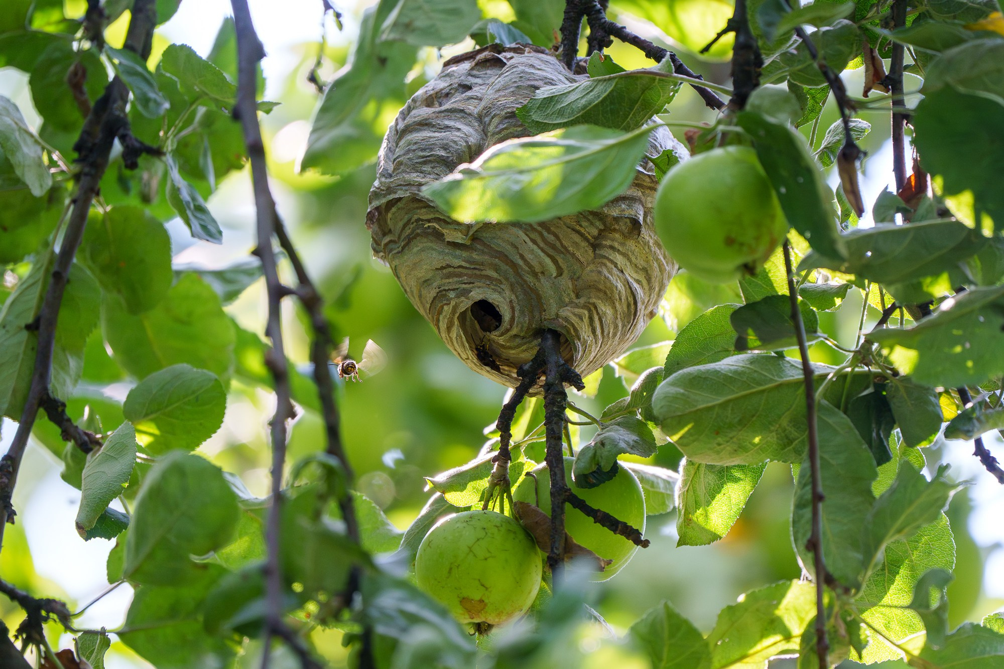 Животные. Ваш личный фотограф Марина Волкова