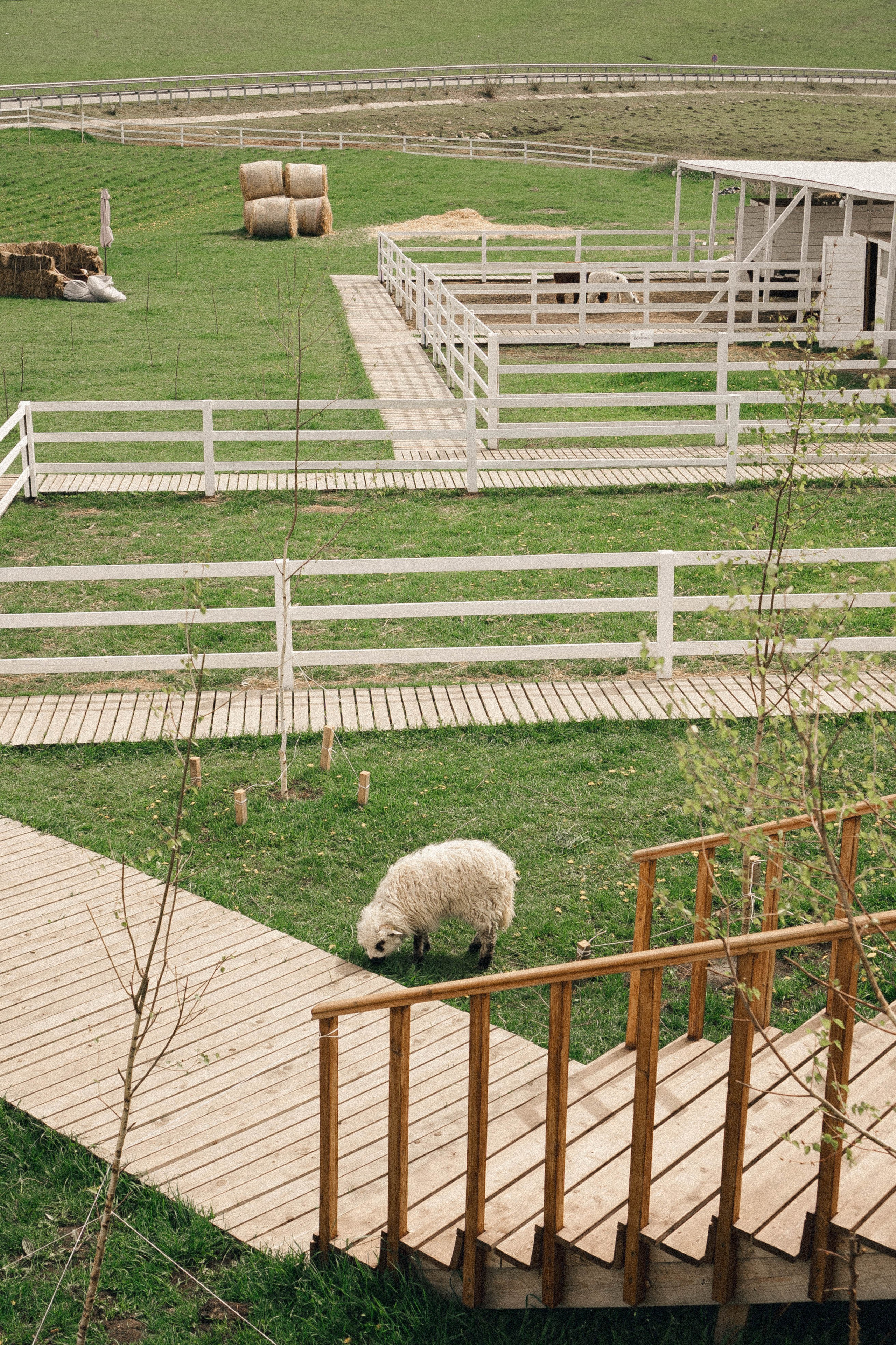 Ферма Альпак. Профессиональный фотограф, Санкт-Петербург — Виктория Богомолова