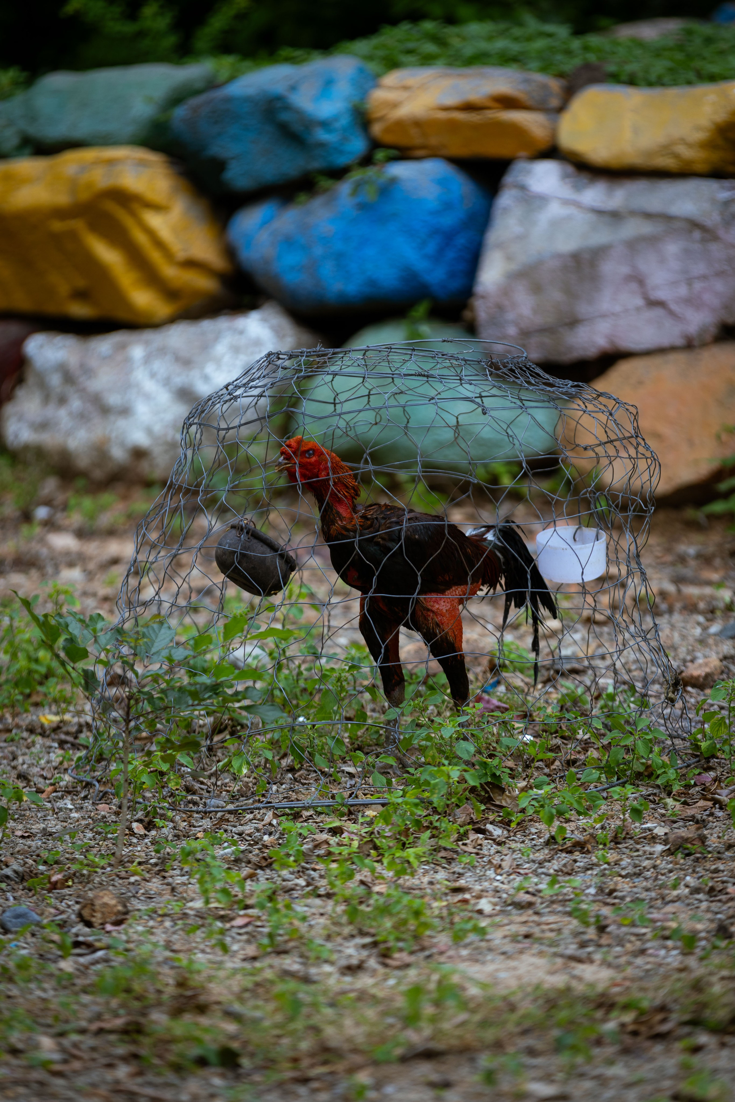 Вьетнам (зима 2025-2026). Фотограф Виноградов Константин
