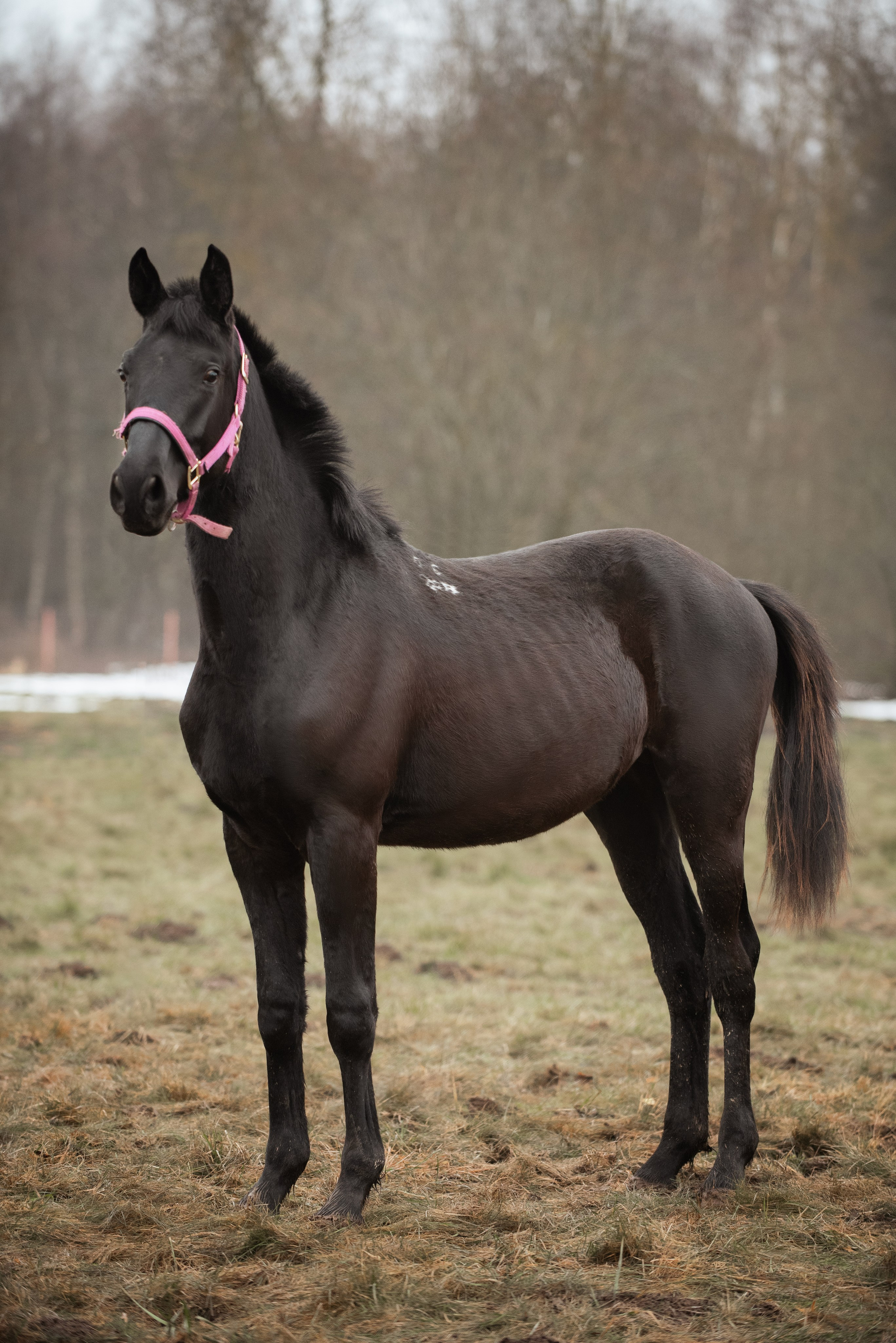 Мелкаши ЮНА. Куракина Дарья • Конный фотограф