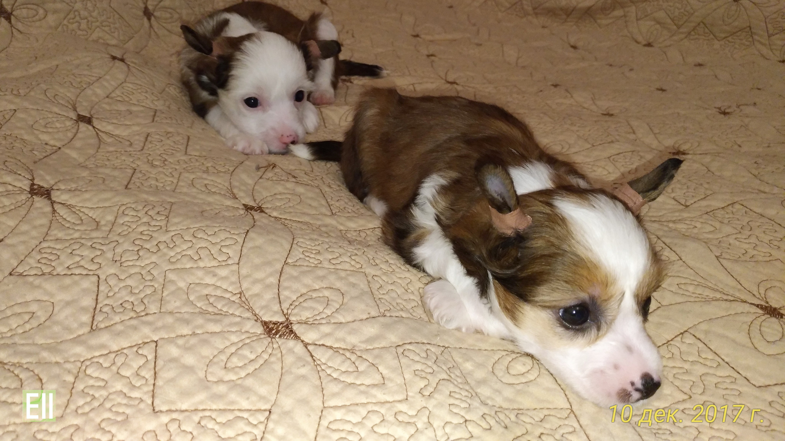 Litter B. Chinese Crested Dog Kennel Poale Ell