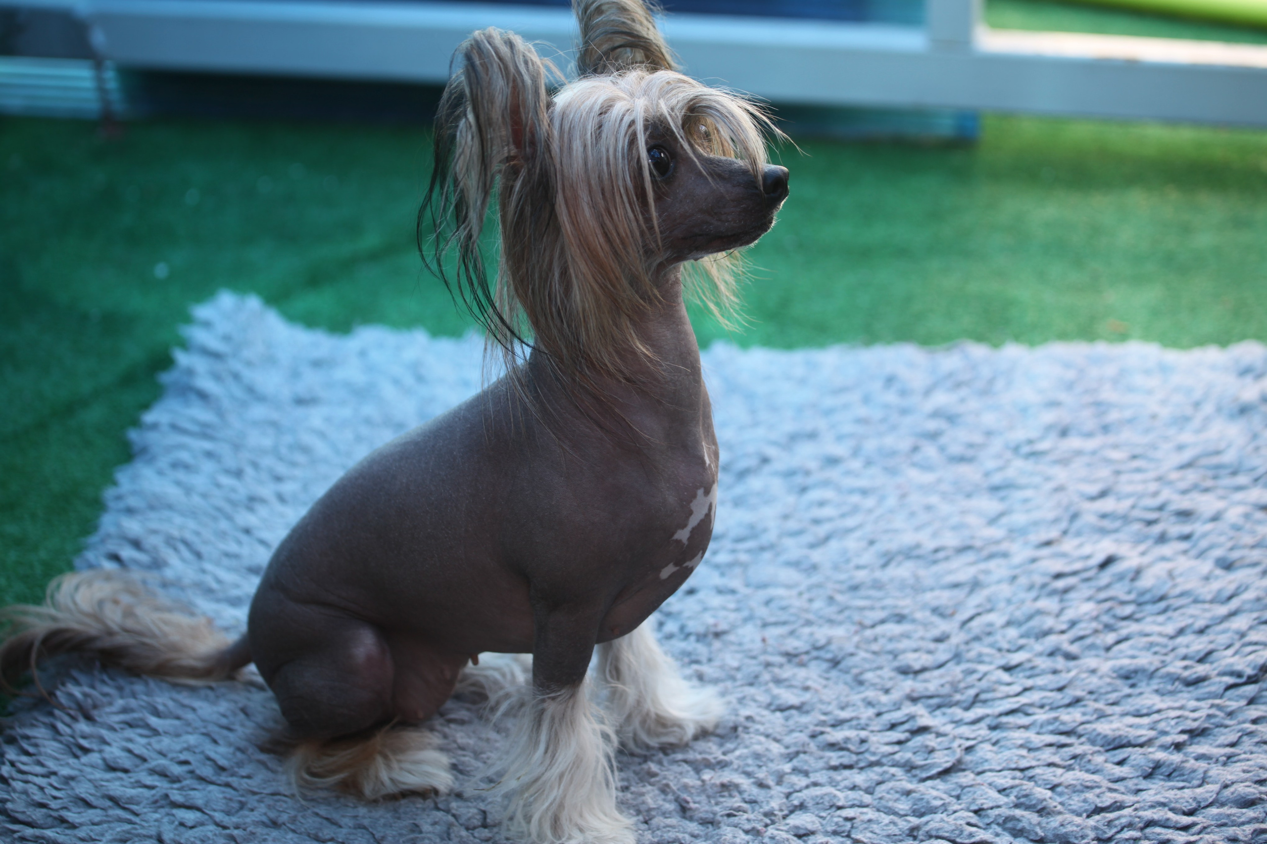 Фотосессия в Show Galaktika. Питомник китайских хохлатых собак Poale Ell: купить щенка в питомнике