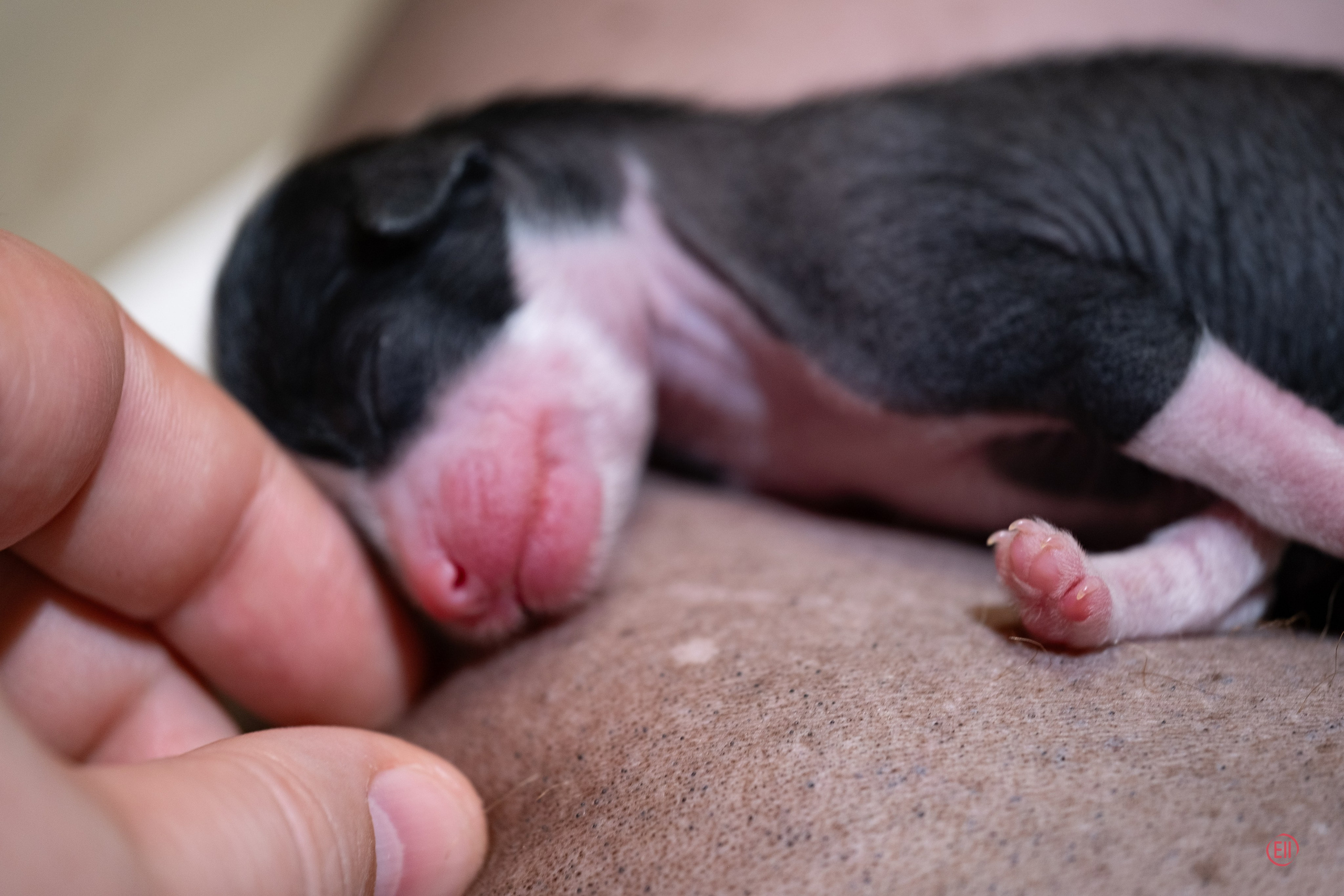 4-й день. Poale Ell Dasha