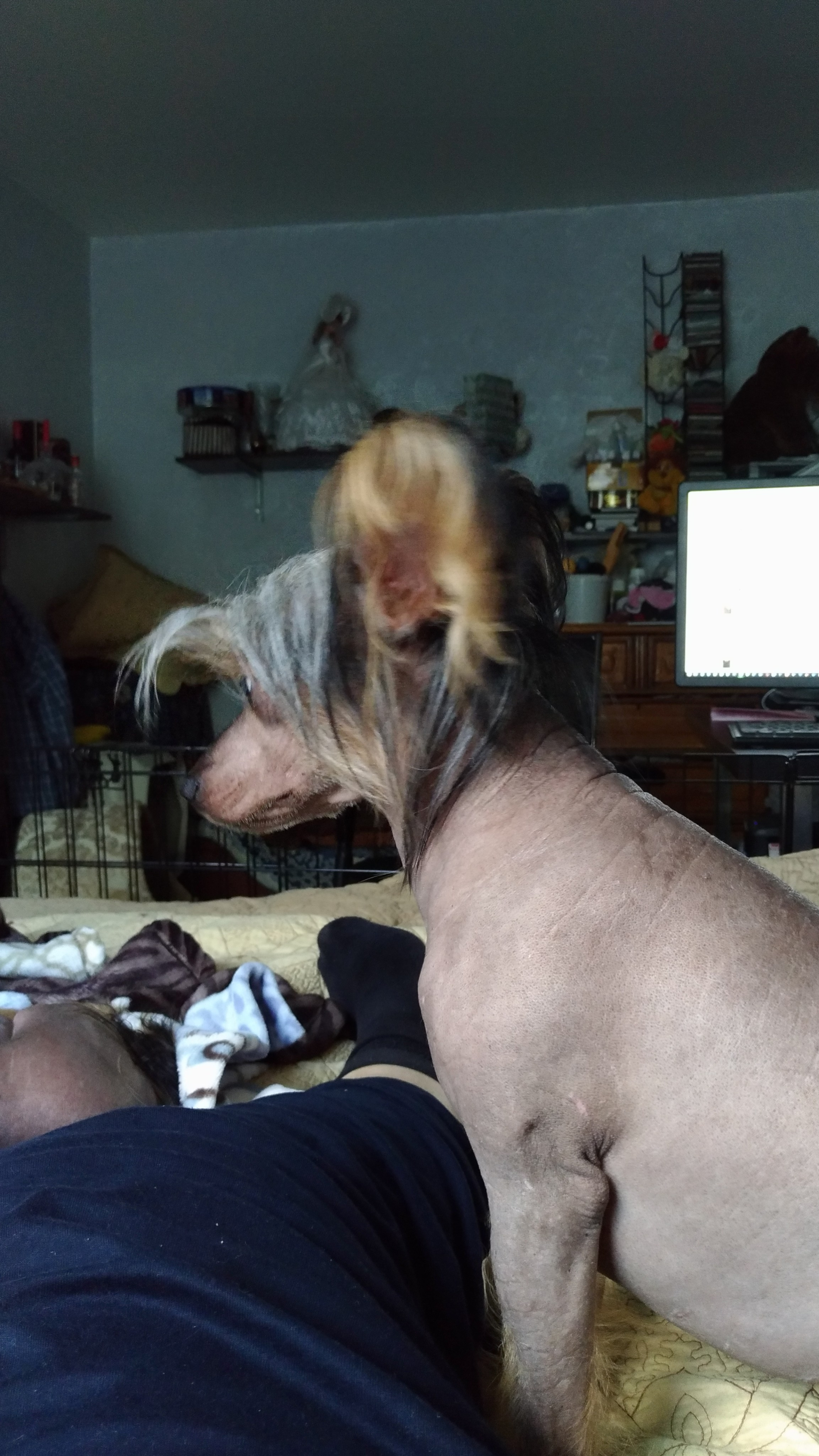 Адамусик милый малыш. Питомник китайских хохлатых собак Poale Ell: купить щенка в питомнике