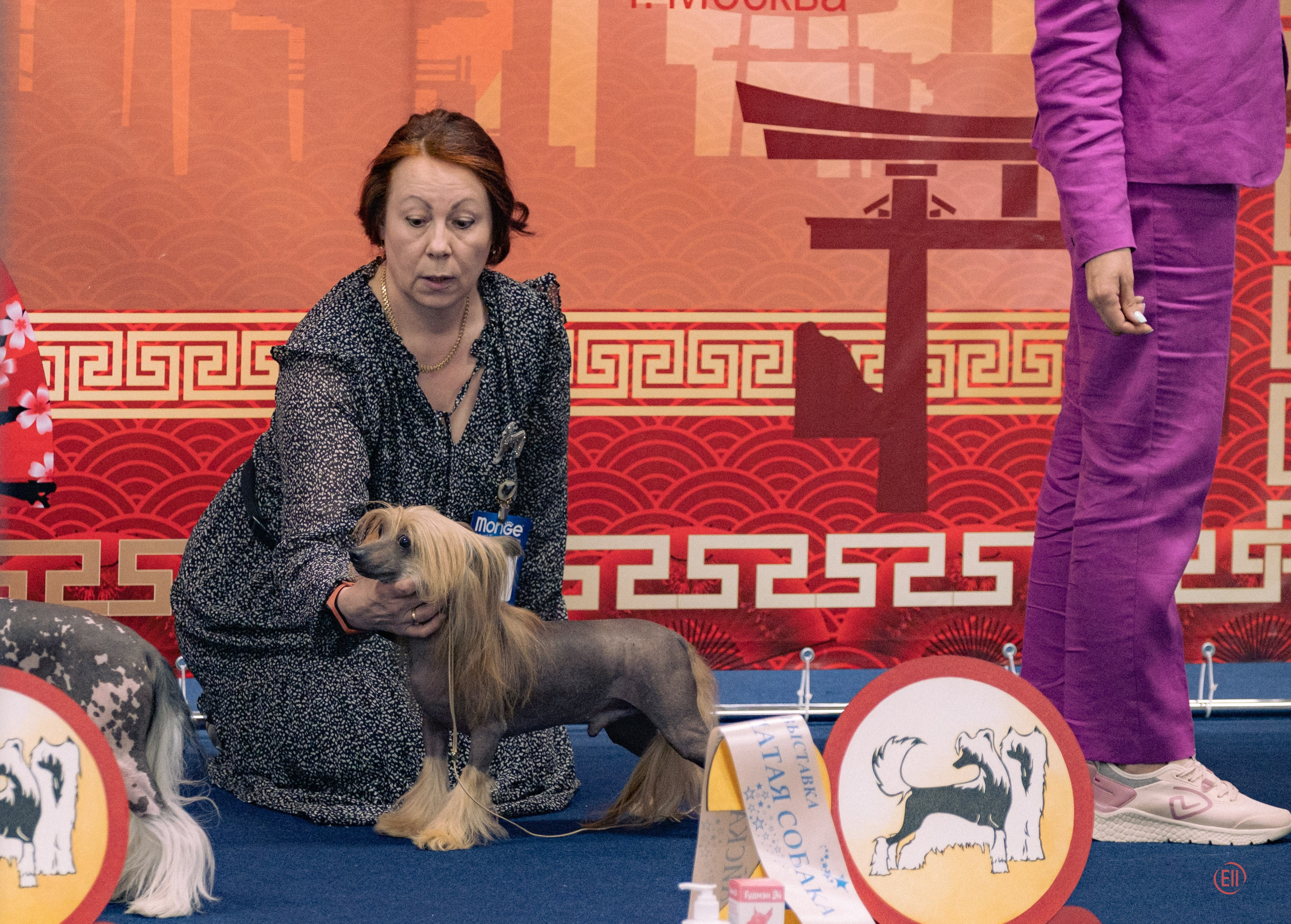 Национальная выставка китайских хохлатых собак 2023. Питомник китайских хохлатых собак Poale Ell: купить щенка