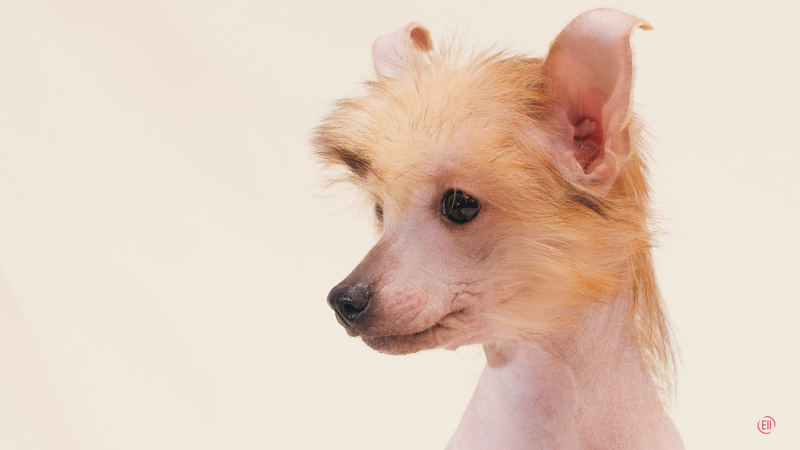 Poale Ell Vera hairless femaly dog. Poale Ell Chinese Crested Dog Kennel: Buy a puppy from the kennel