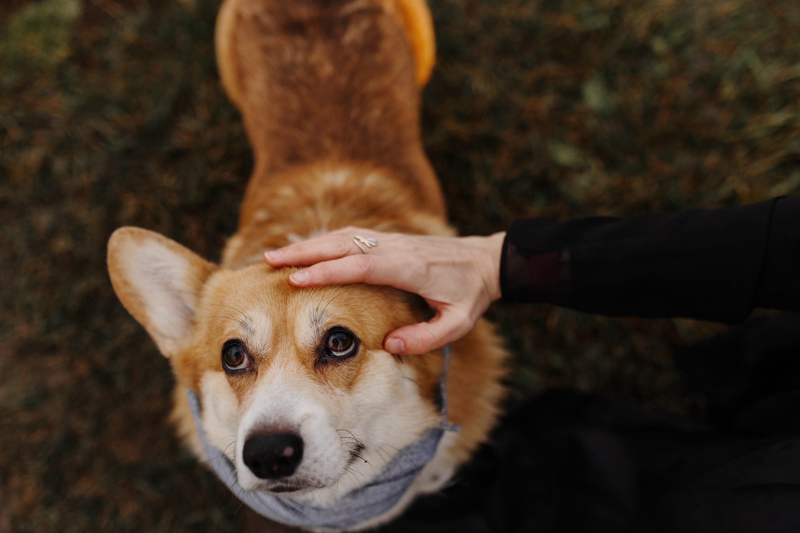 Dog camp / Аня и Бенджи. Фотограф Кузина Вера