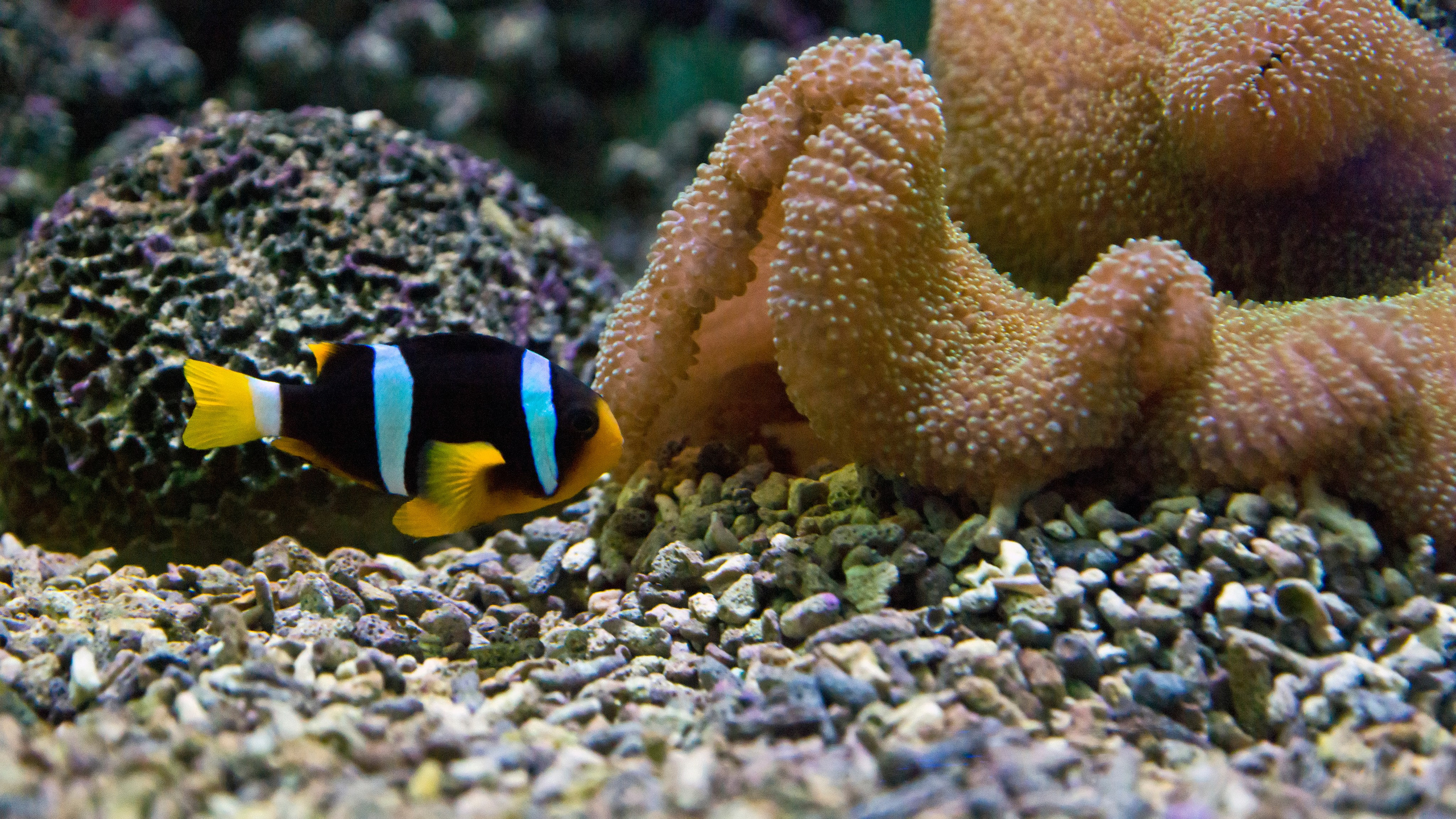 Астана. Фотограф-путешественник Самойлов Максим «Sly Fox»