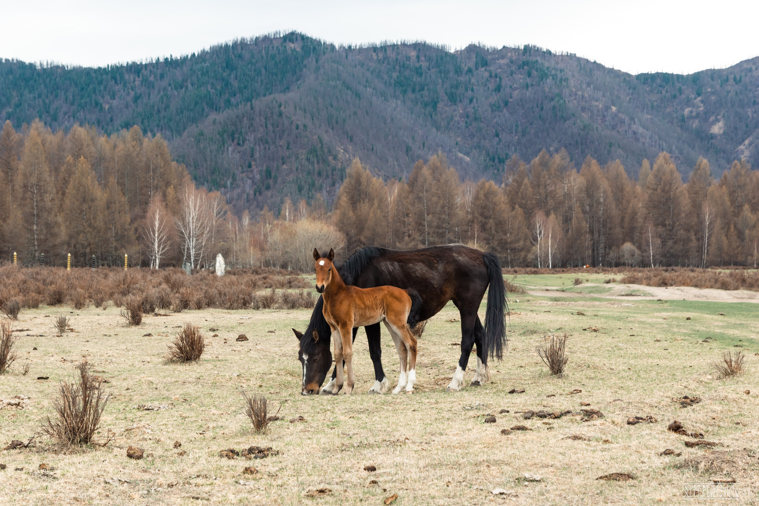 Алтай. Фотограф-путешественник Самойлов Максим «Sly Fox»