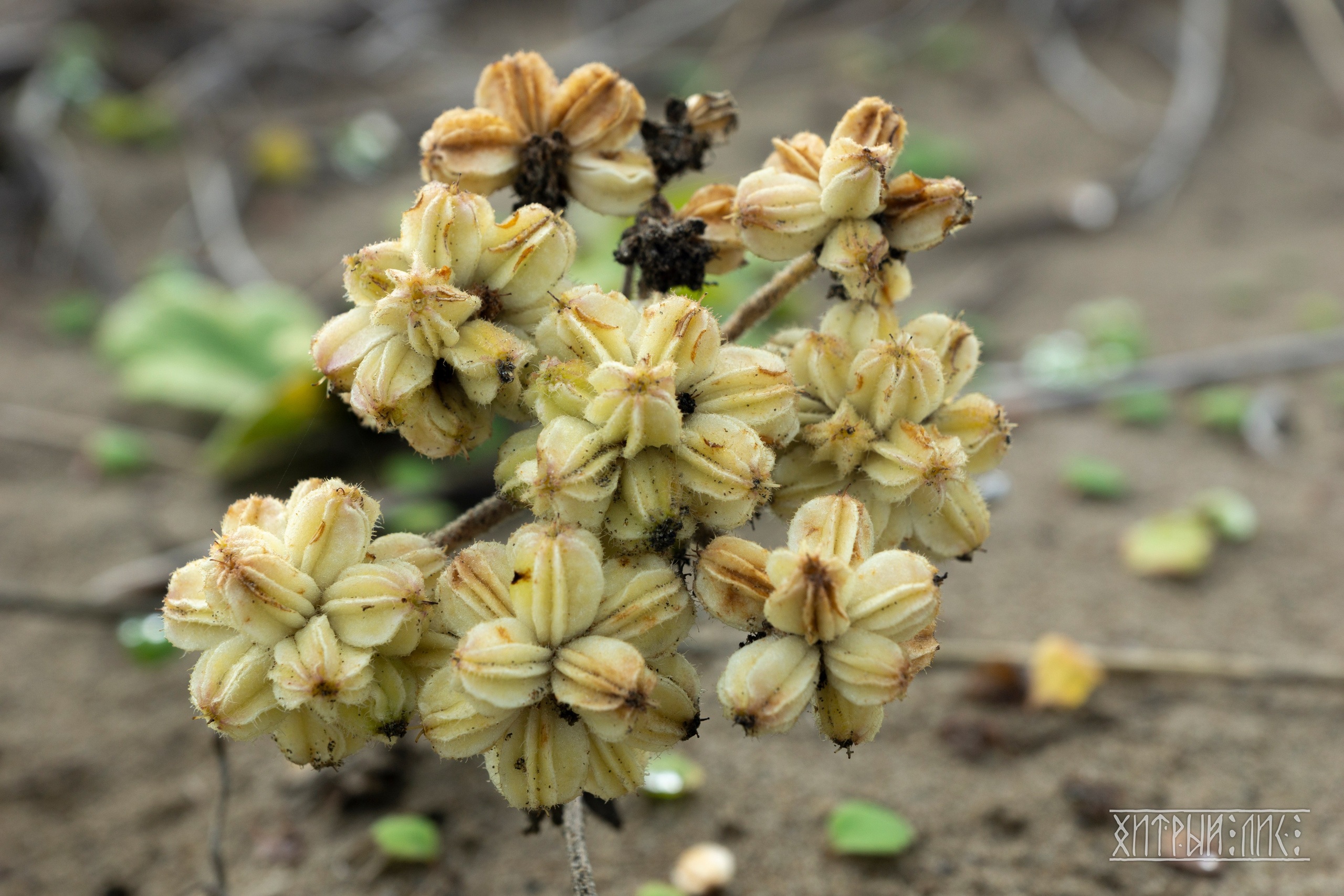 Сахалин. Фотограф-путешественник Самойлов Максим «Sly Fox»