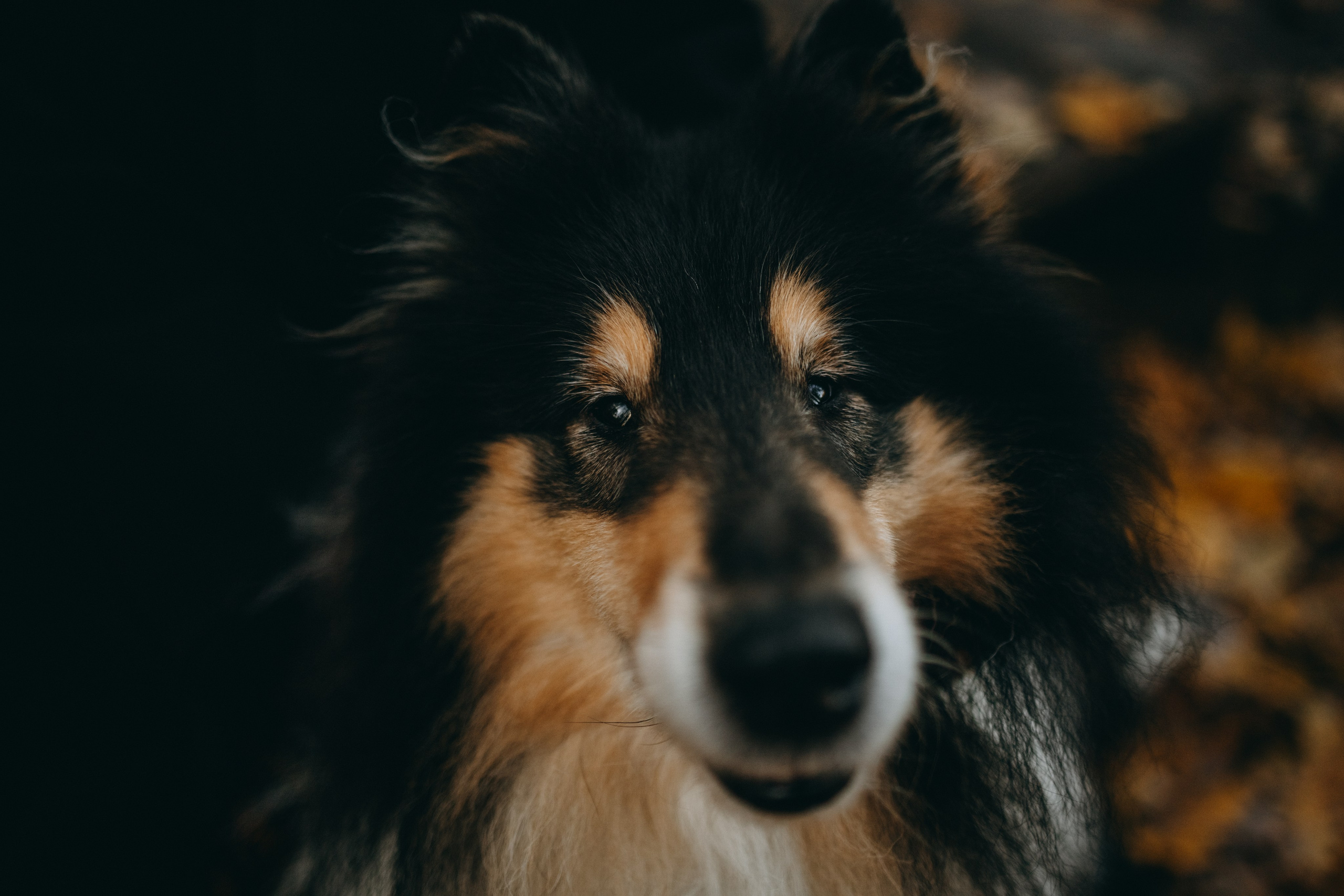 Ия и Барт. Фотограф — Анималист | Санкт-Петербург