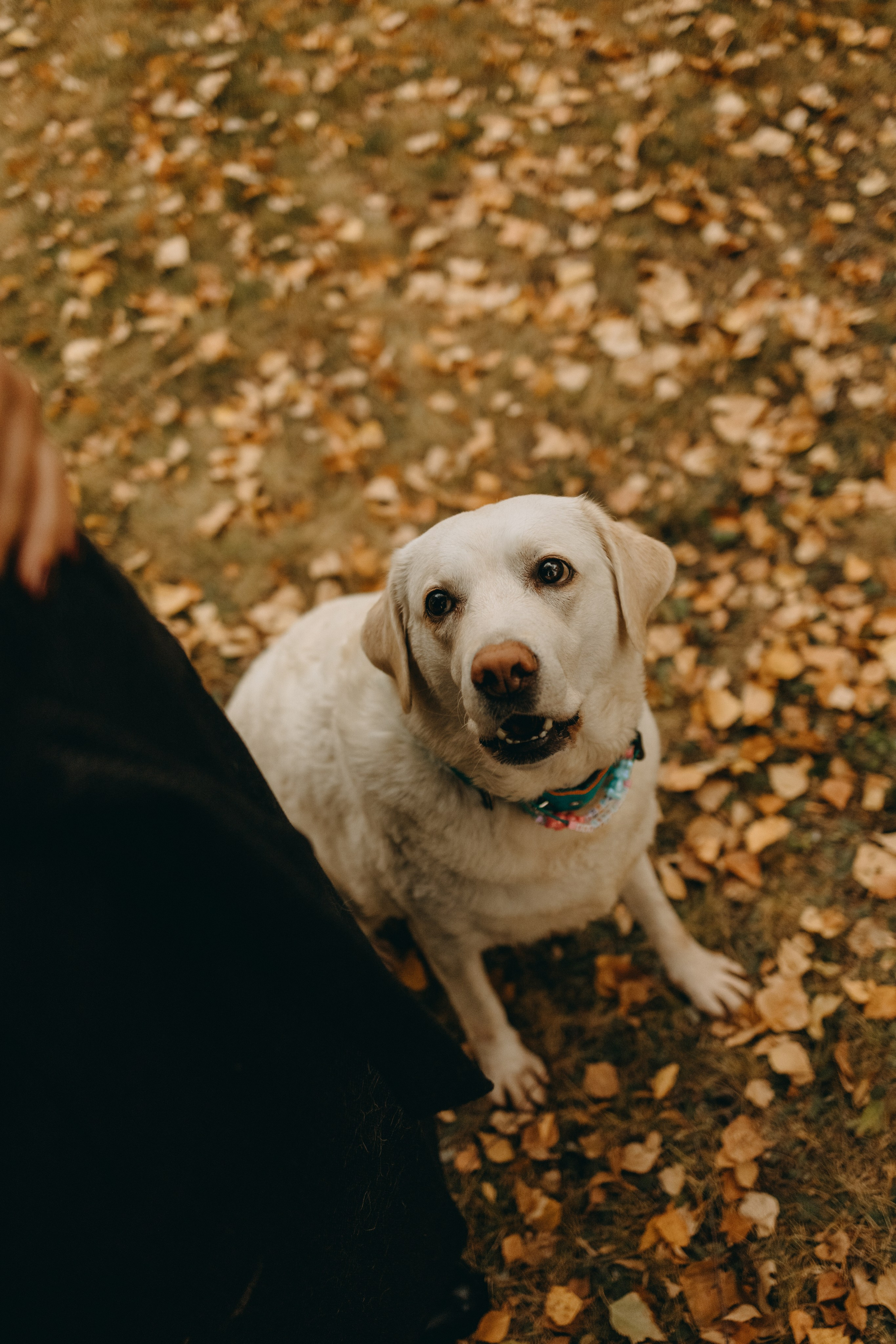 Женя и ее девочки. Фотограф — Анималист | Санкт-Петербург
