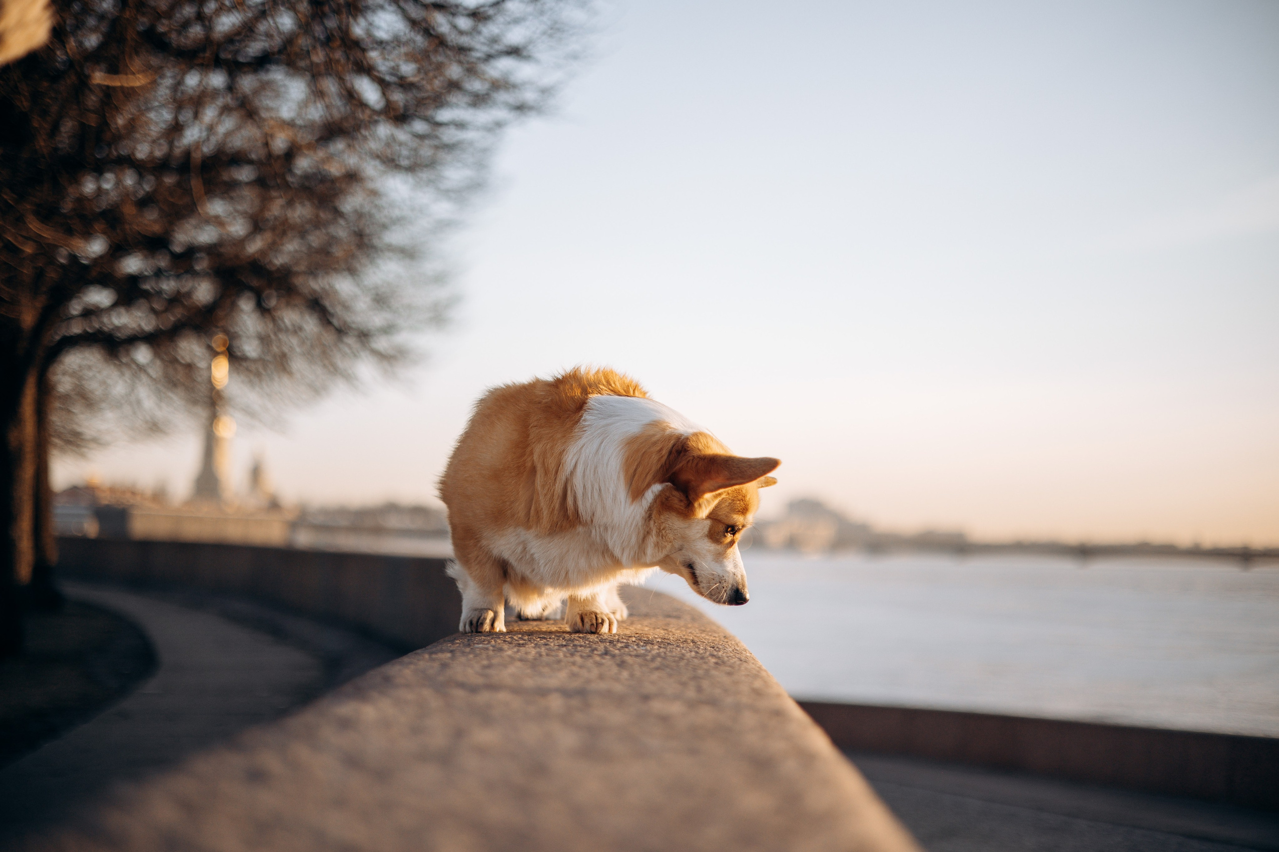 Настя и Ева. Фотограф — Анималист | Санкт-Петербург