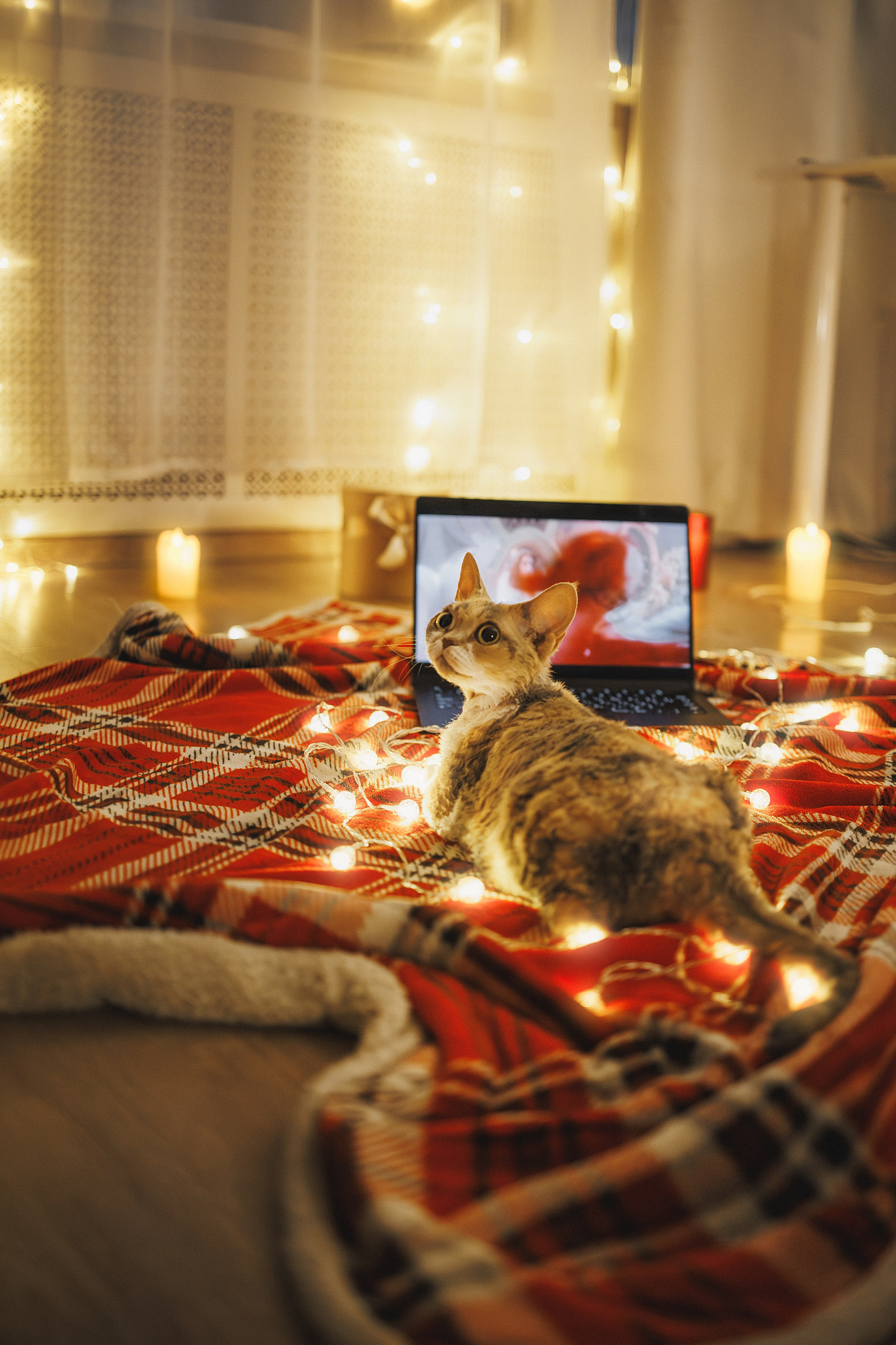 Домашняя новогодняя. Фотограф Анималист в Москве Анастасия Жучкова