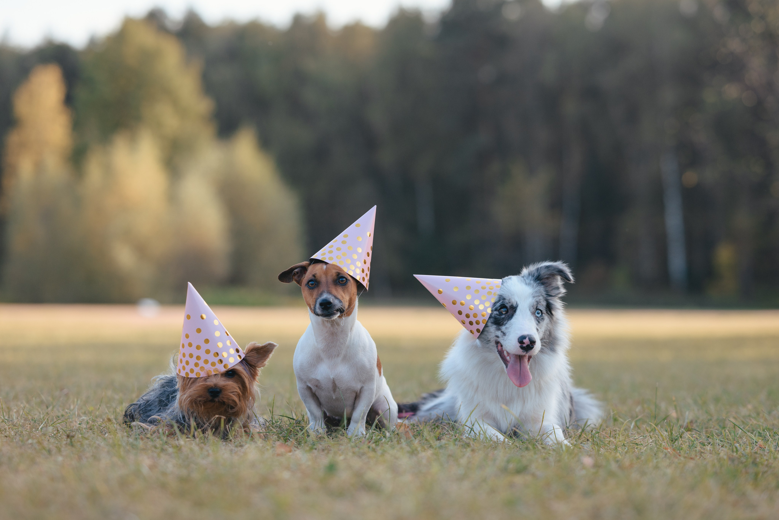 День Рождение. Фотограф Анималист в Москве Анастасия Жучкова