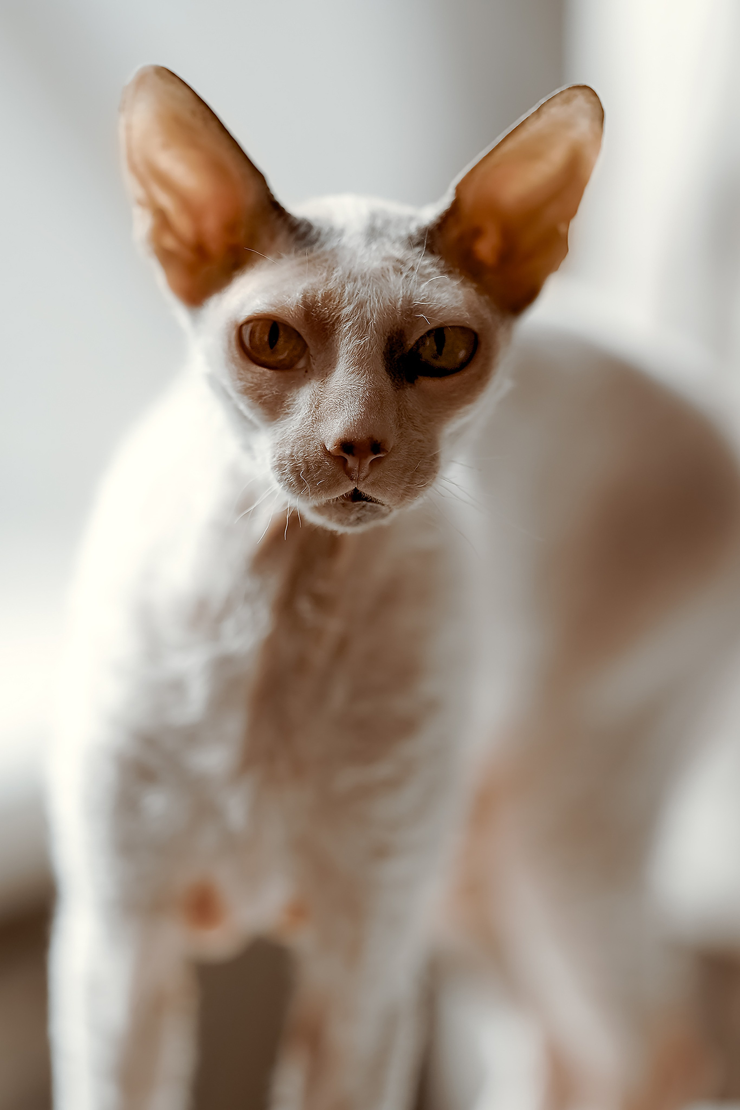 Семейная с кошками. Портретный и семейный фотограф в Санкт-Петербурге Татьяна Дубова