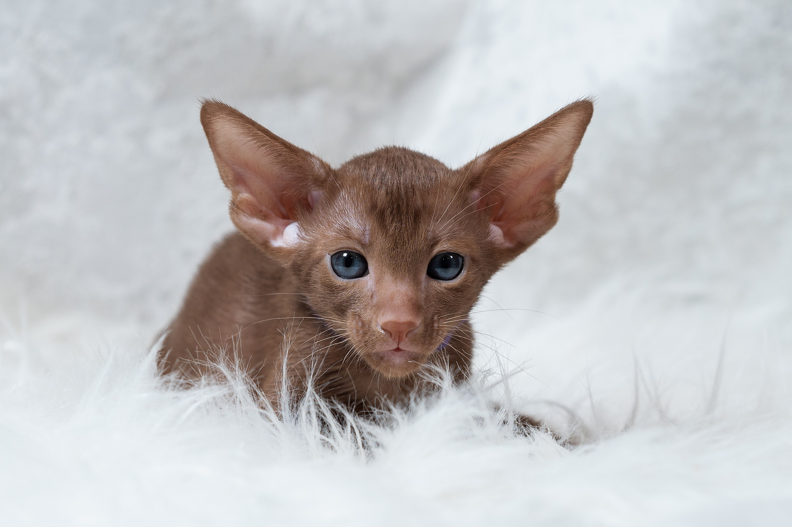 Заводчик Юлия Панова. Творческий фотограф Вологда