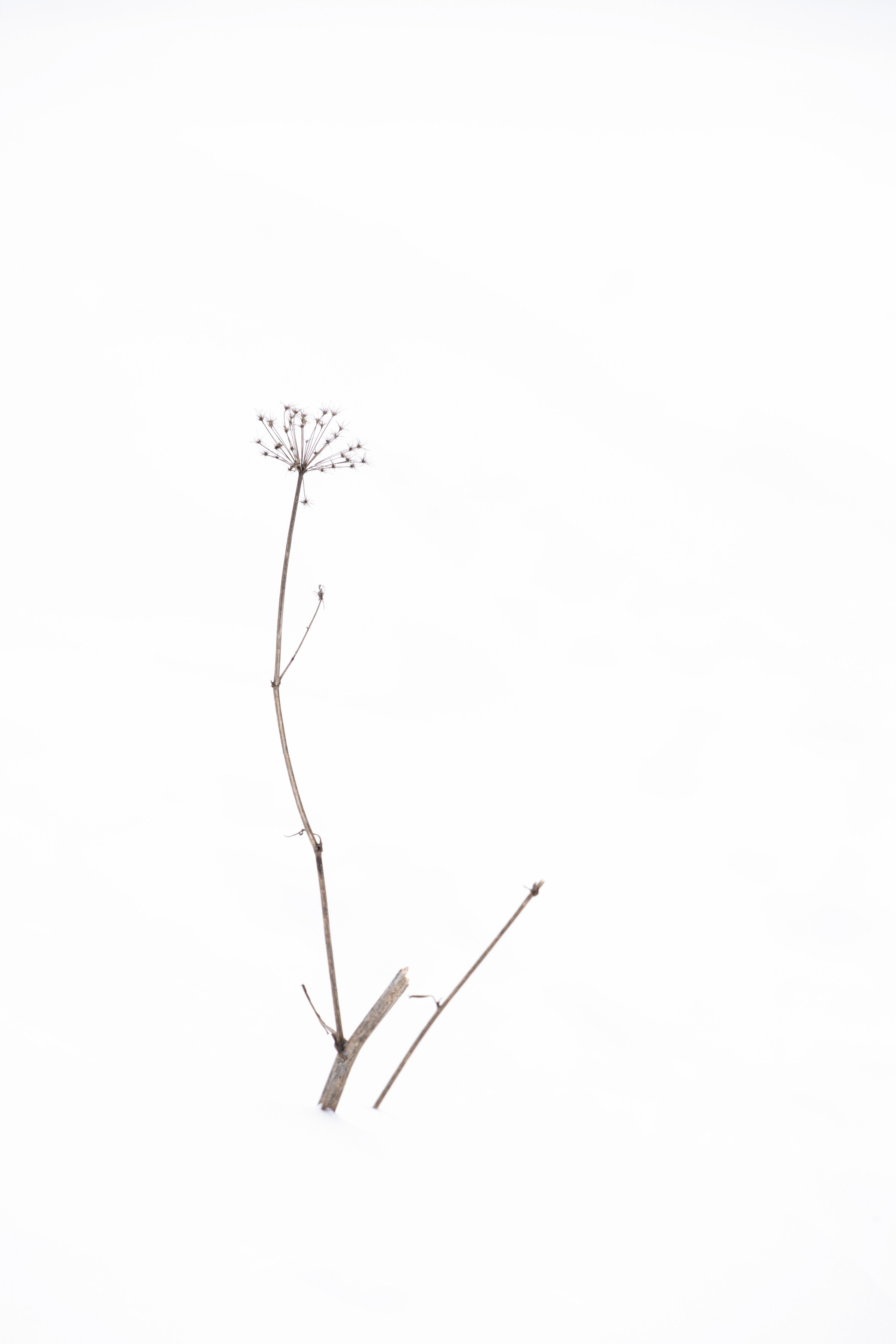 Хрупкость бытия. Фотограф Ольга Дунаева