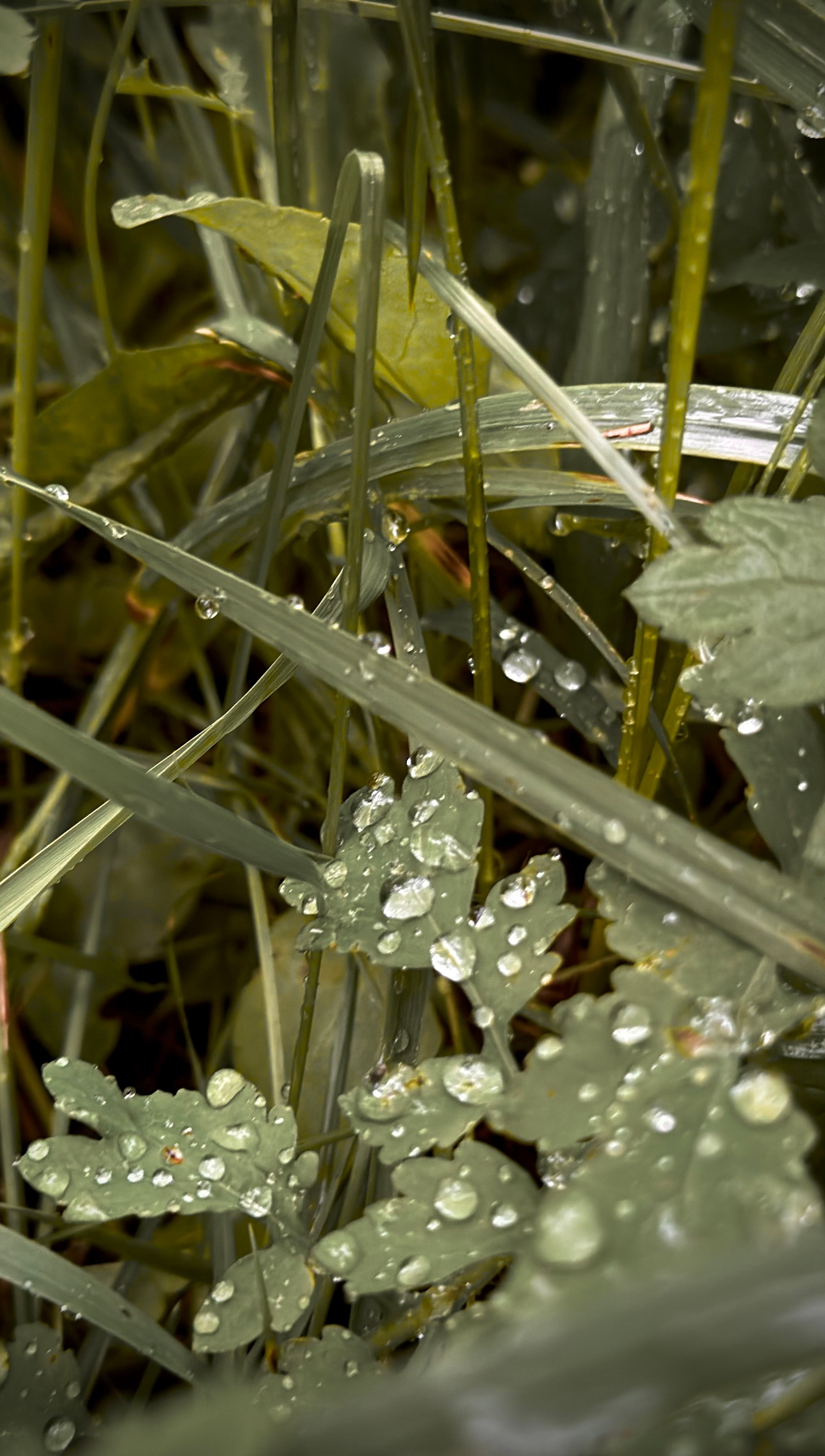 Мобильная фотография