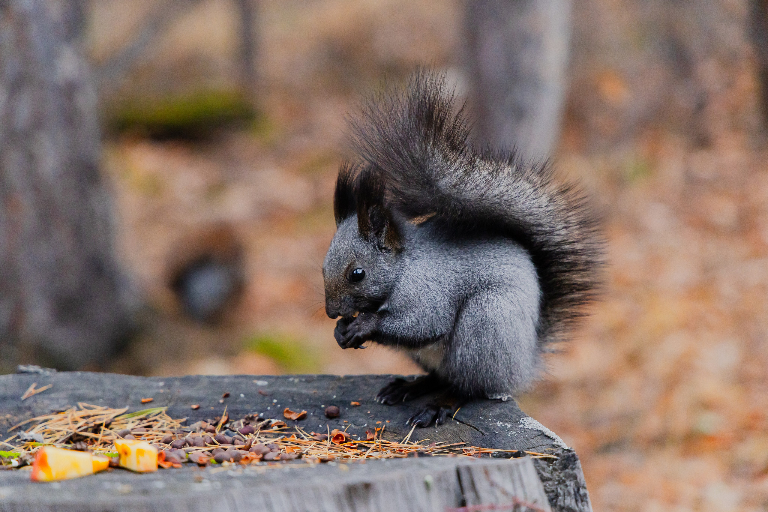 Осень в Сибири 24 год. Фотограф Братск Юлий Дежин