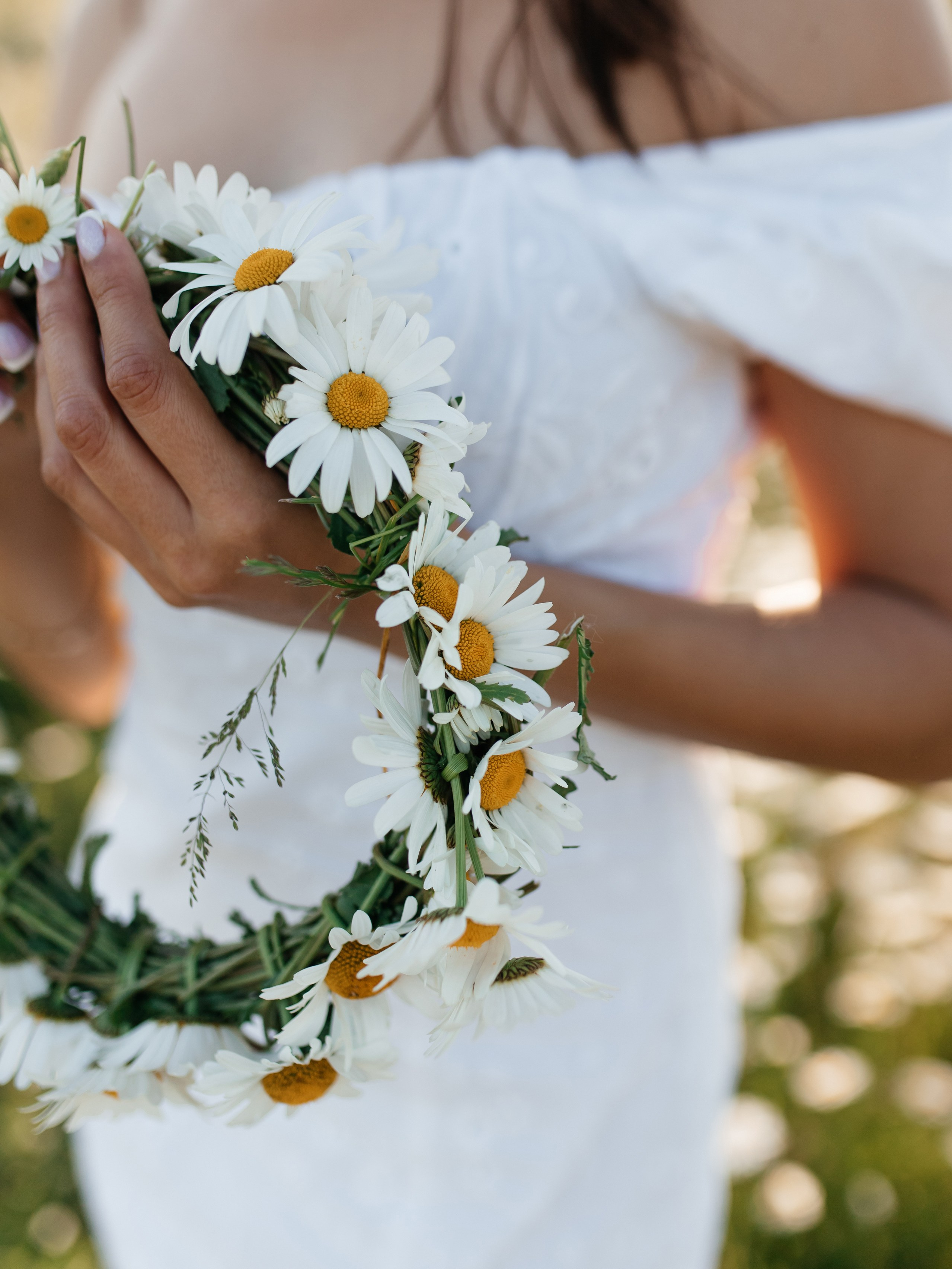 Daisies. ФОТОГРАФ