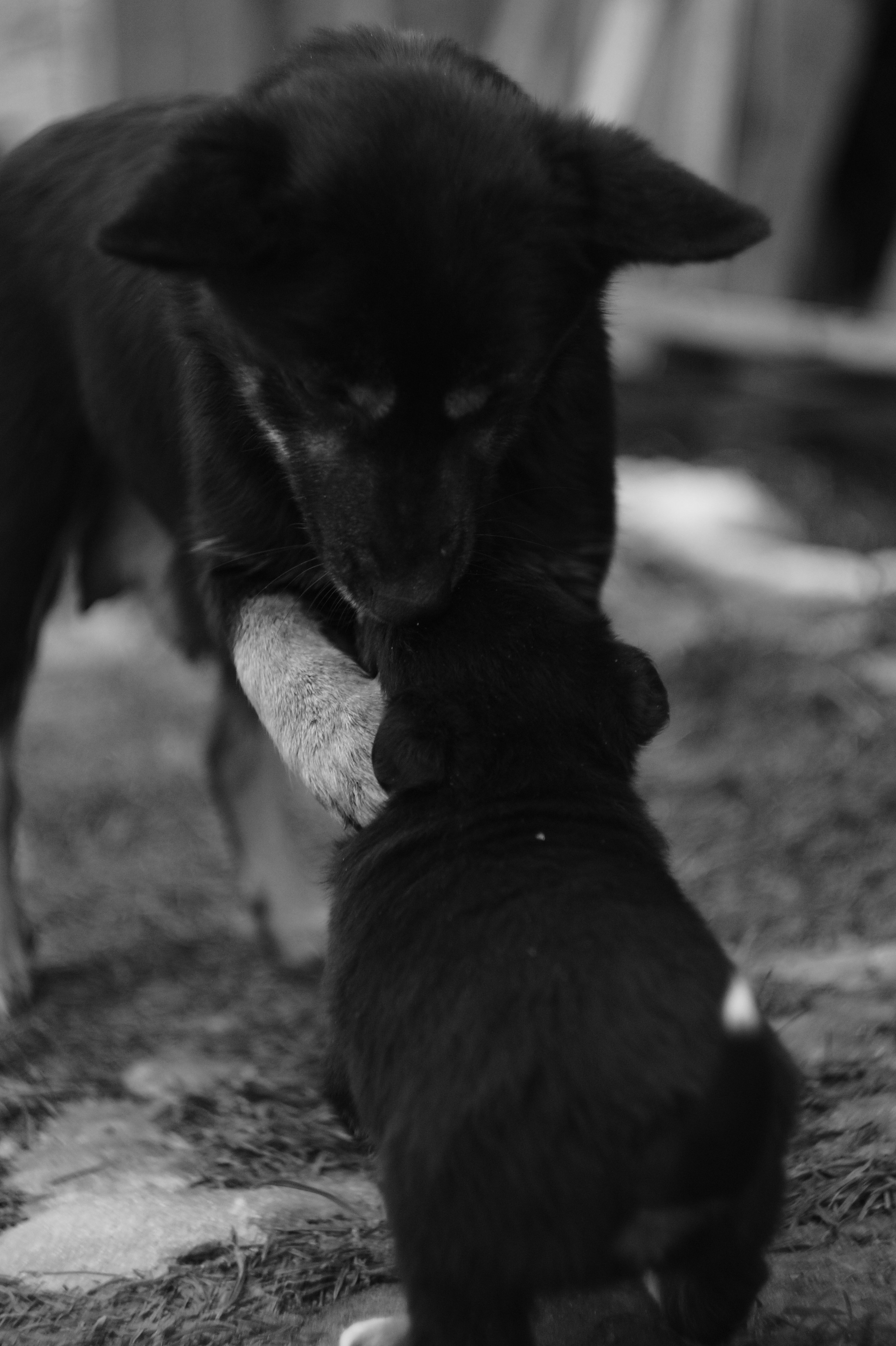 Dogs. Профессиональный фотограф