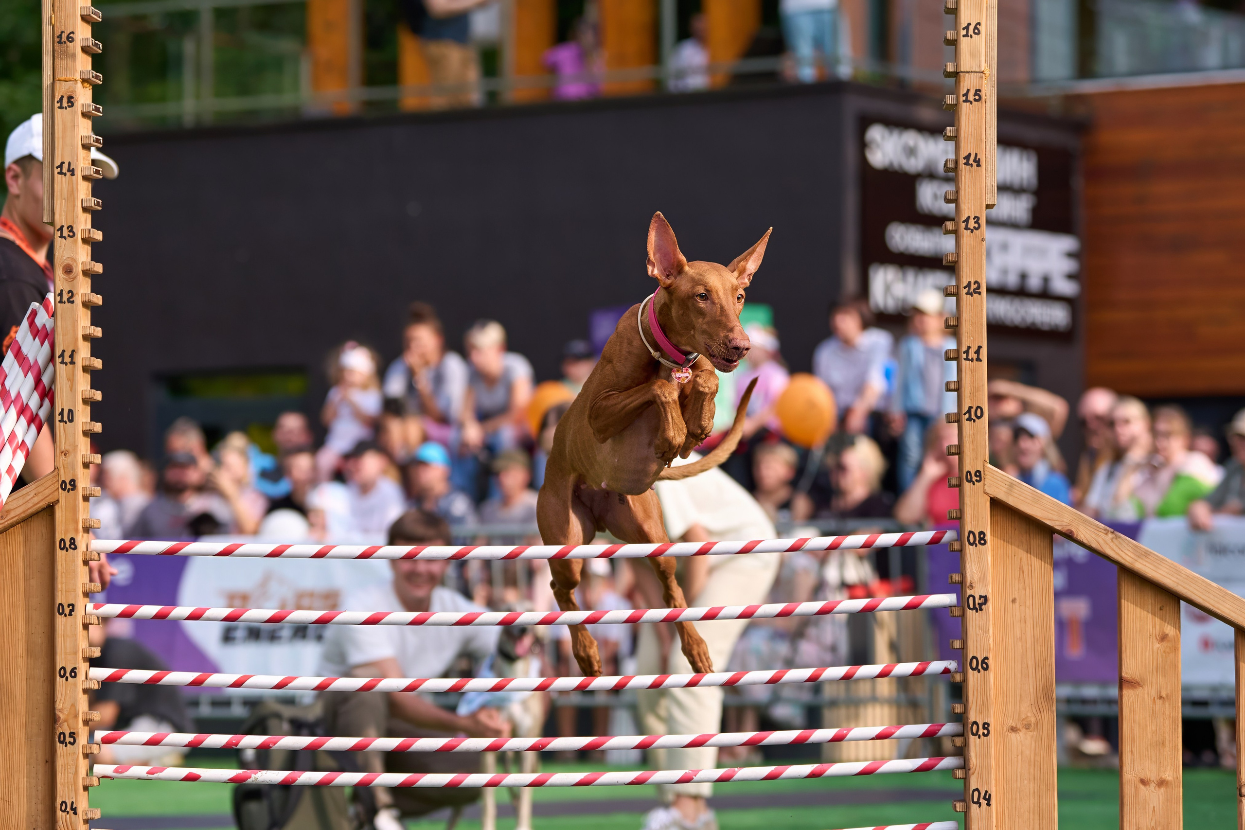 4 лапы Фест. Многоборье. Фотограф-анималист Михаил Манухин
