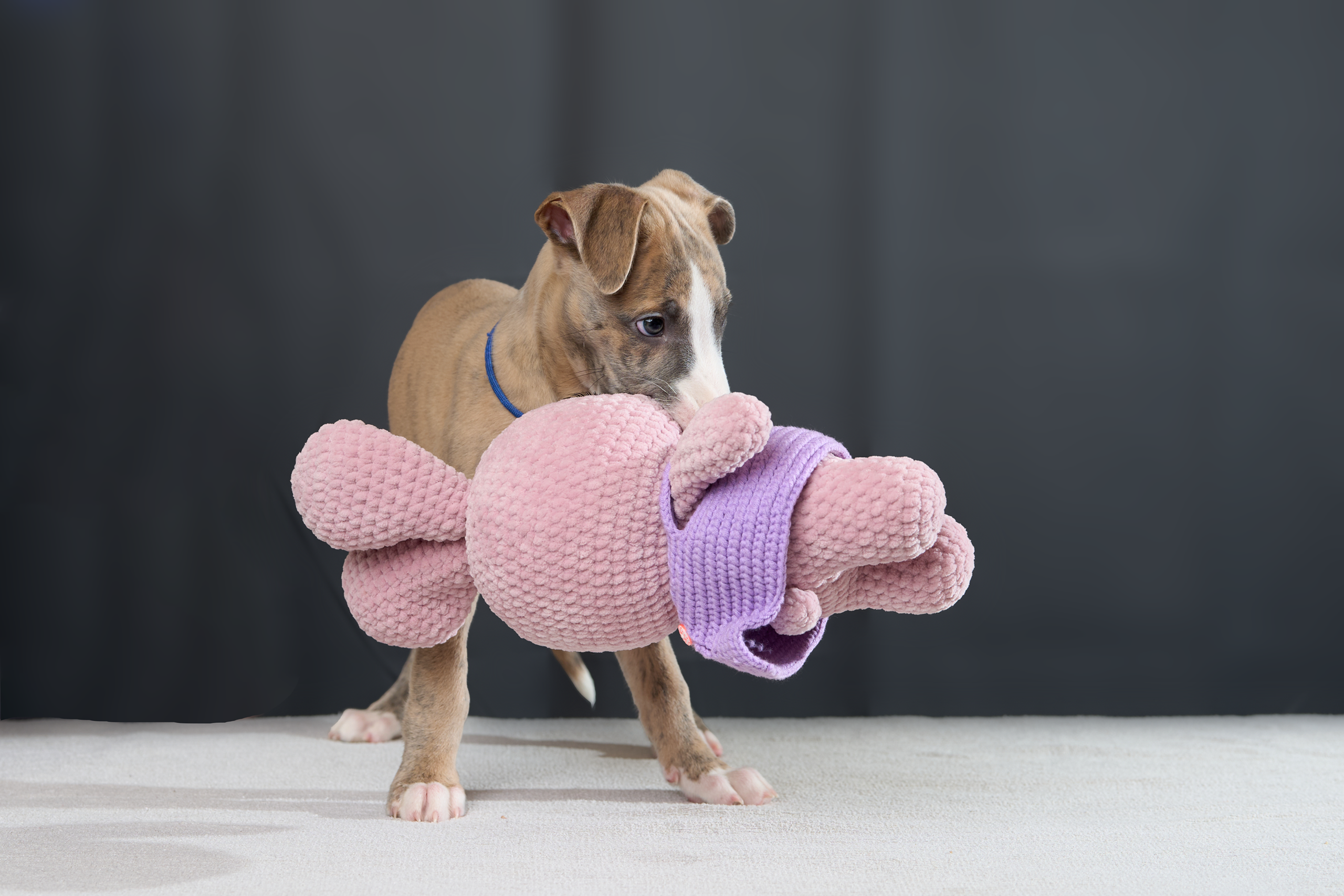 Щенки. Фотограф-анималист Михаил Манухин