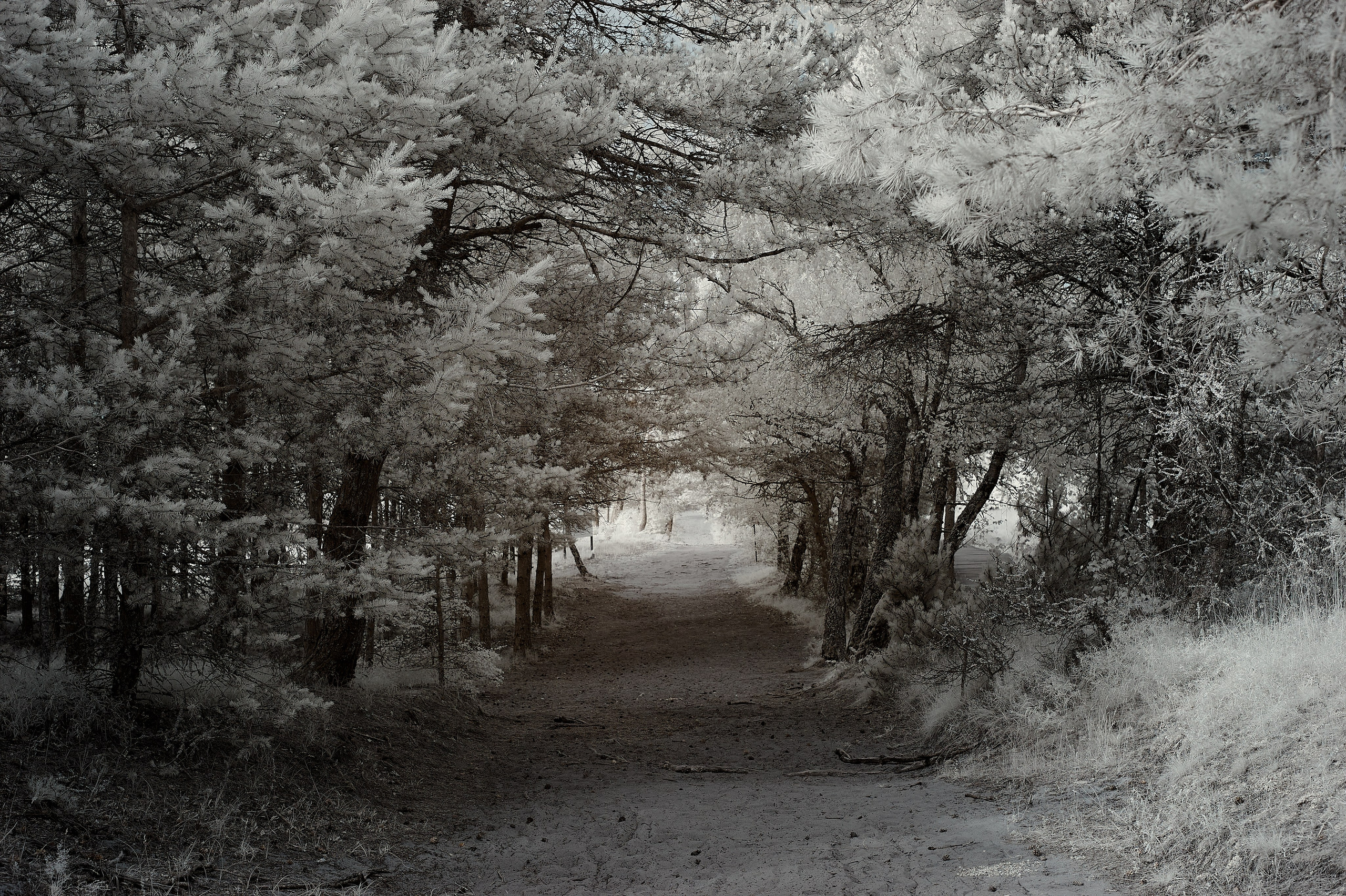 Infrared Photography. Solofilms