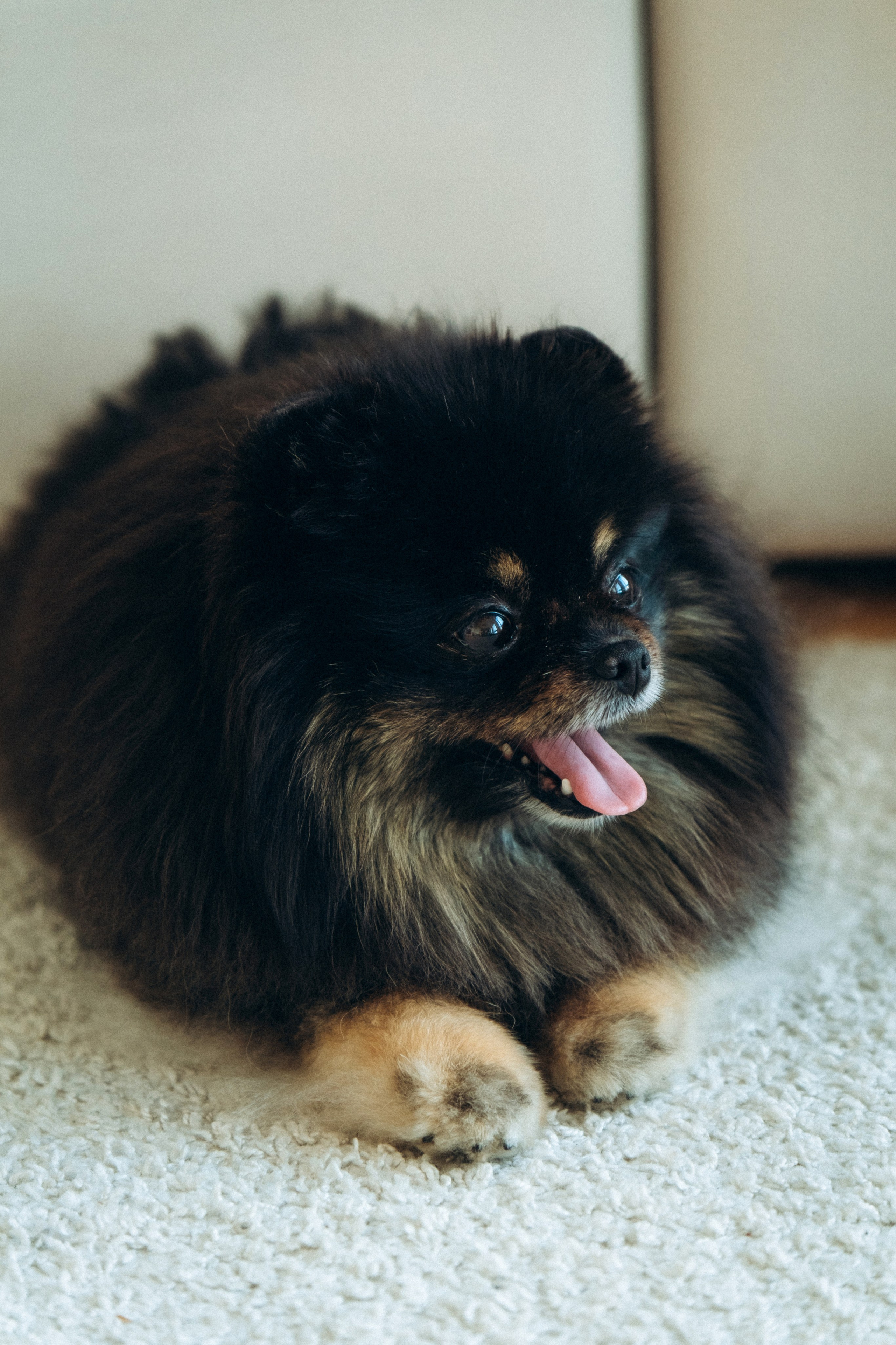 Лавстори новогодняя фотосессия беременности в Спб. Фотограф в Санкт-Петербурге Кристина Брянская