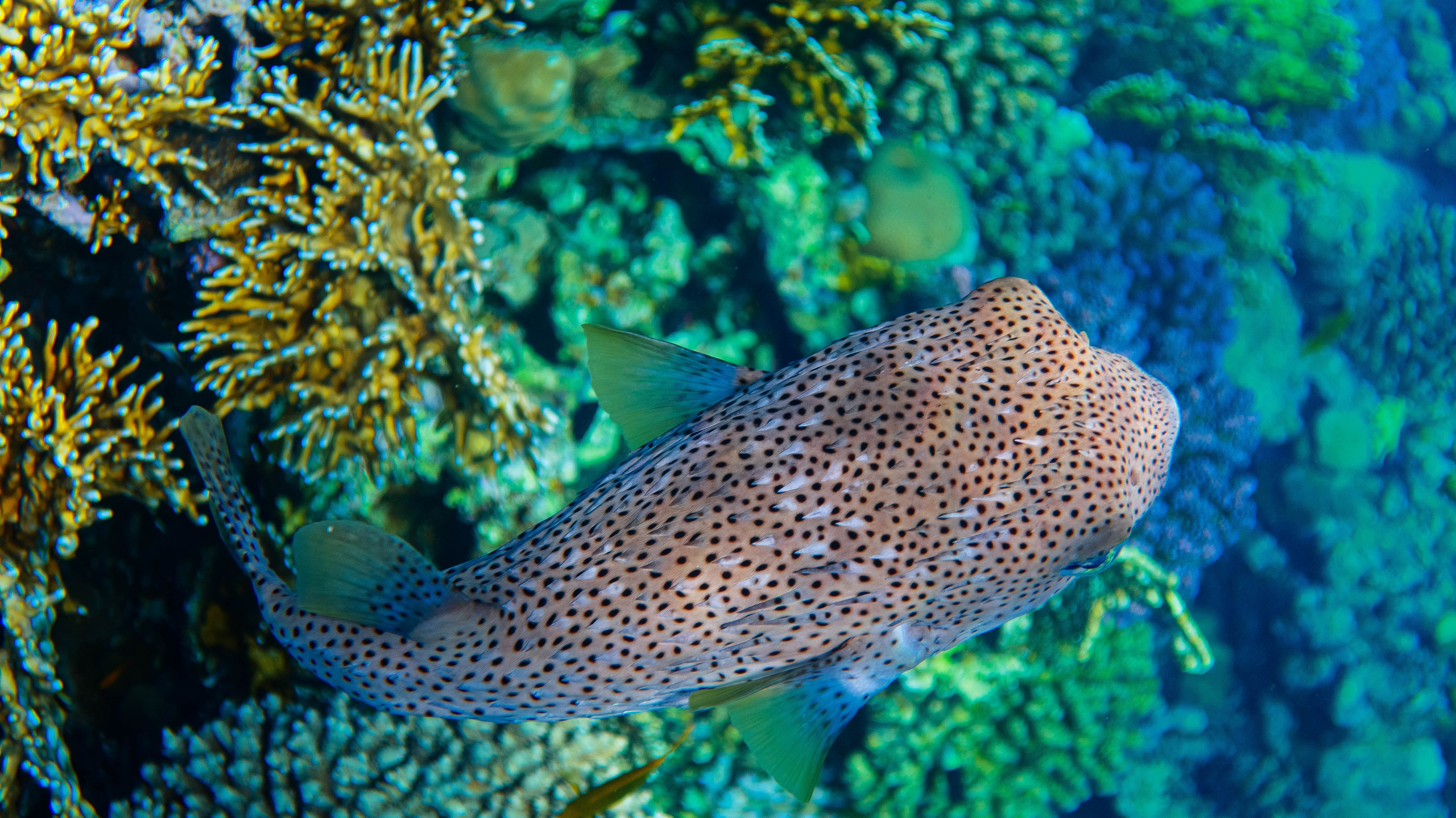 Fish. Фотограф Светлана Голицына