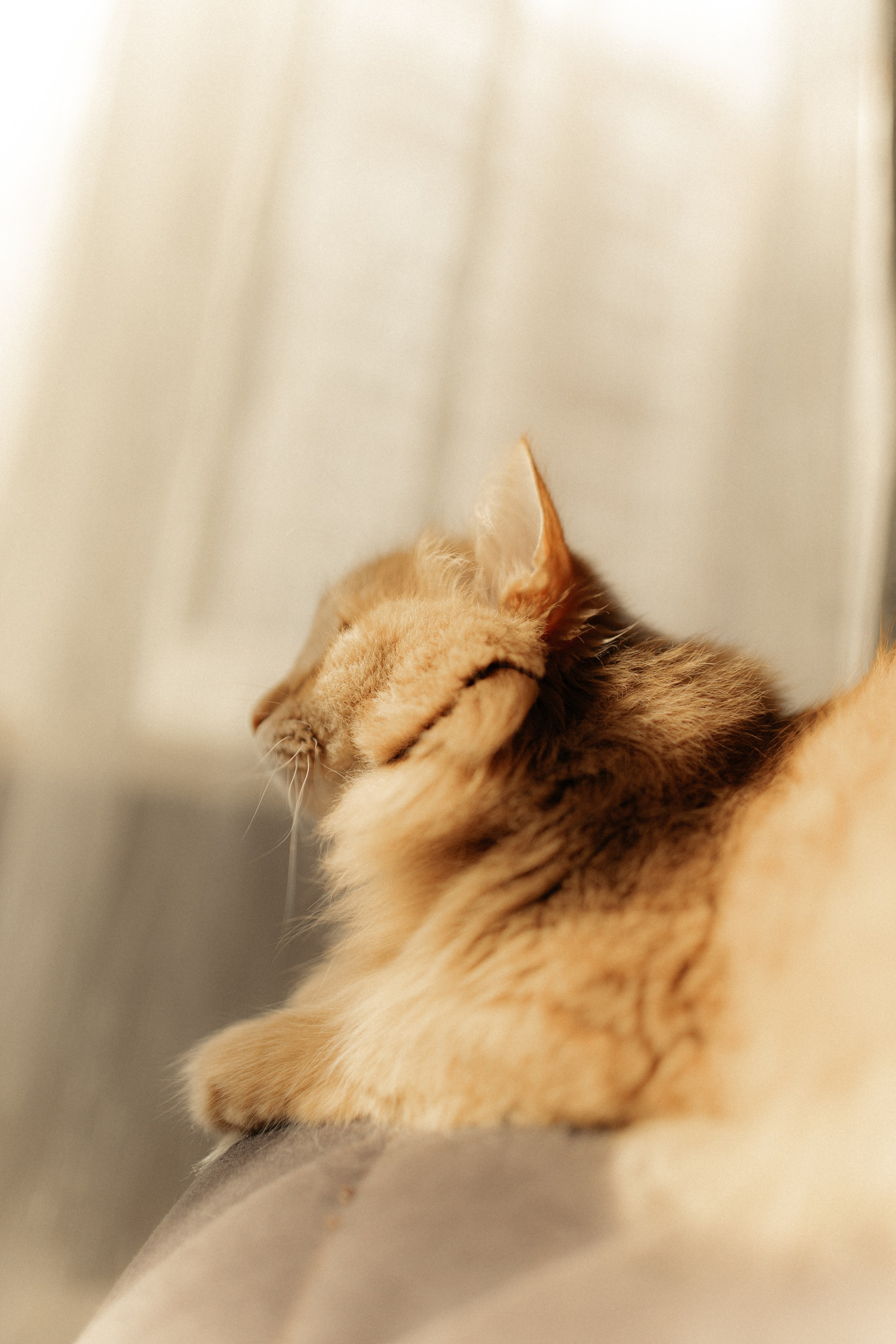 Алиса. DARYA.BELKINA