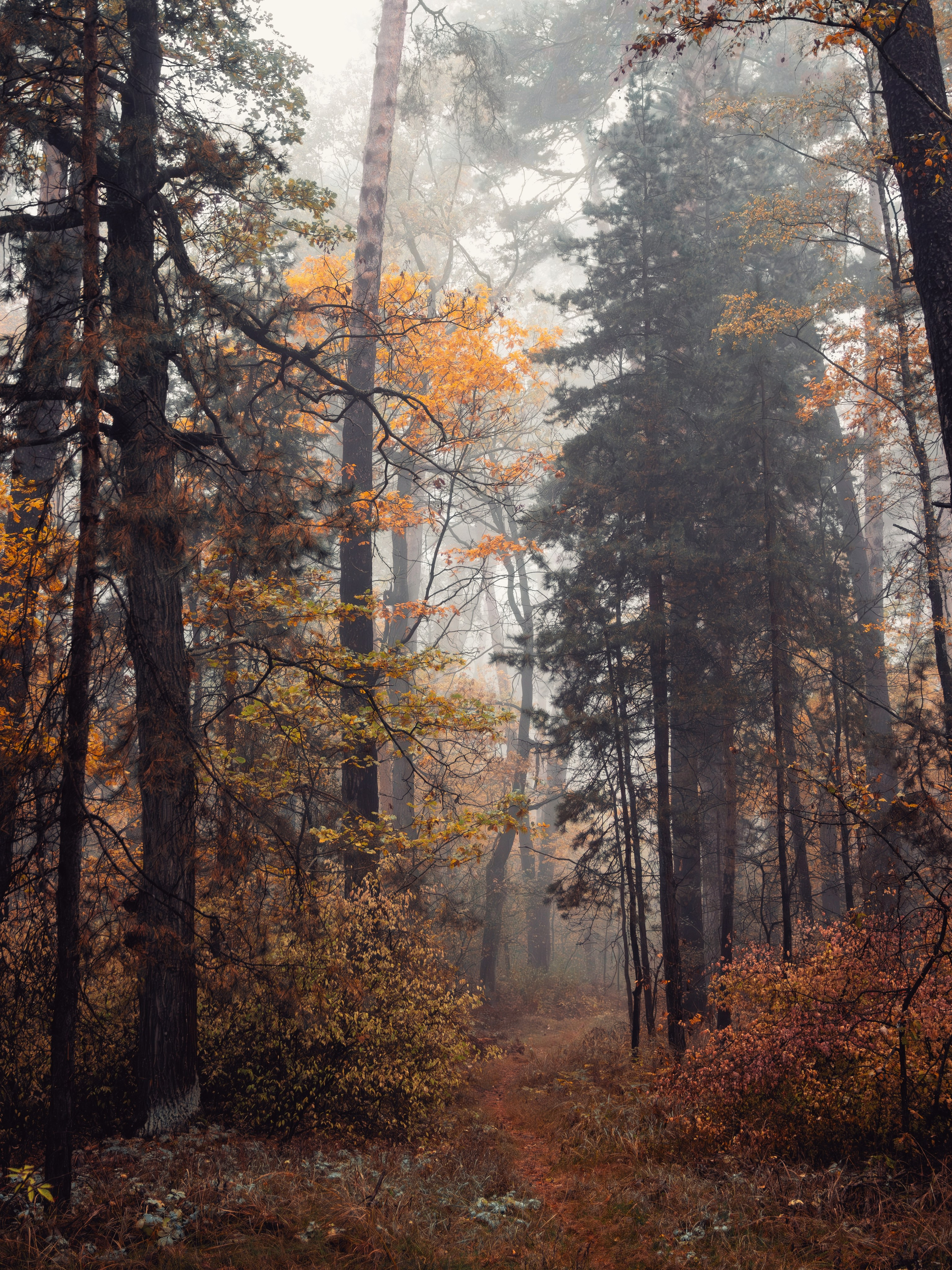 Октябрьский туман. С любовью, фотохудожник