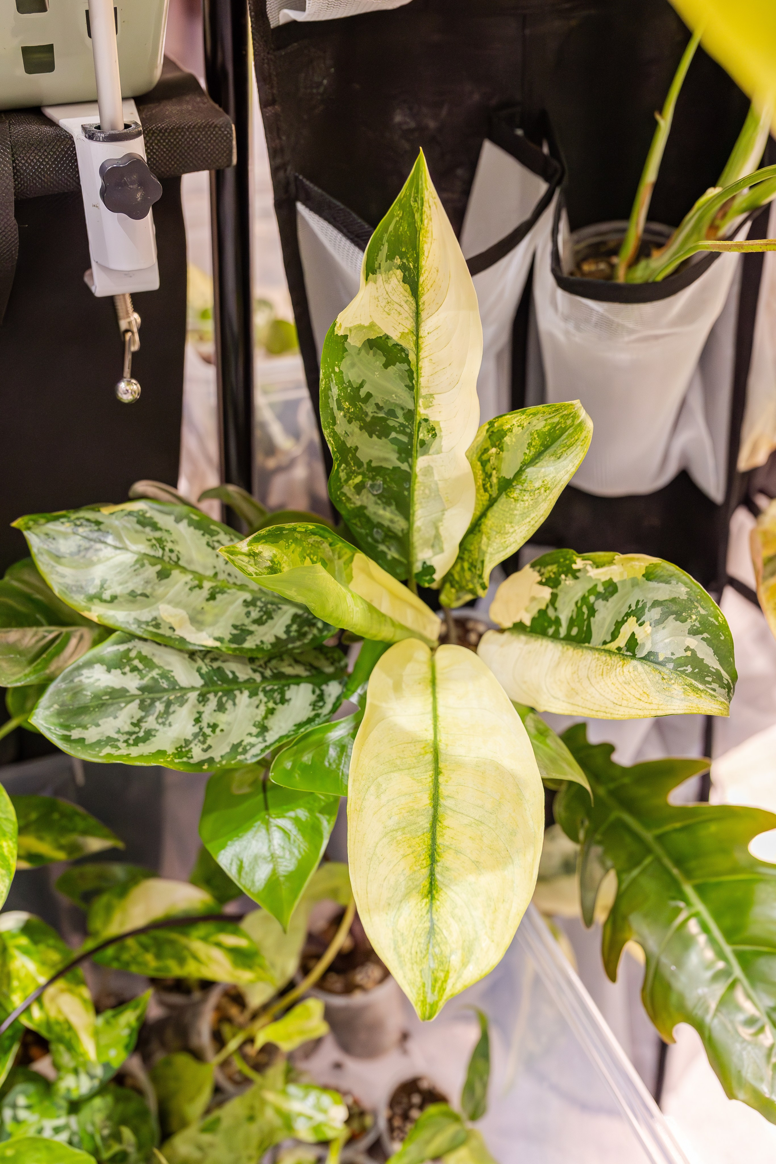 Монстериум апрель 2026. Александра Куликова фотограф, Москва