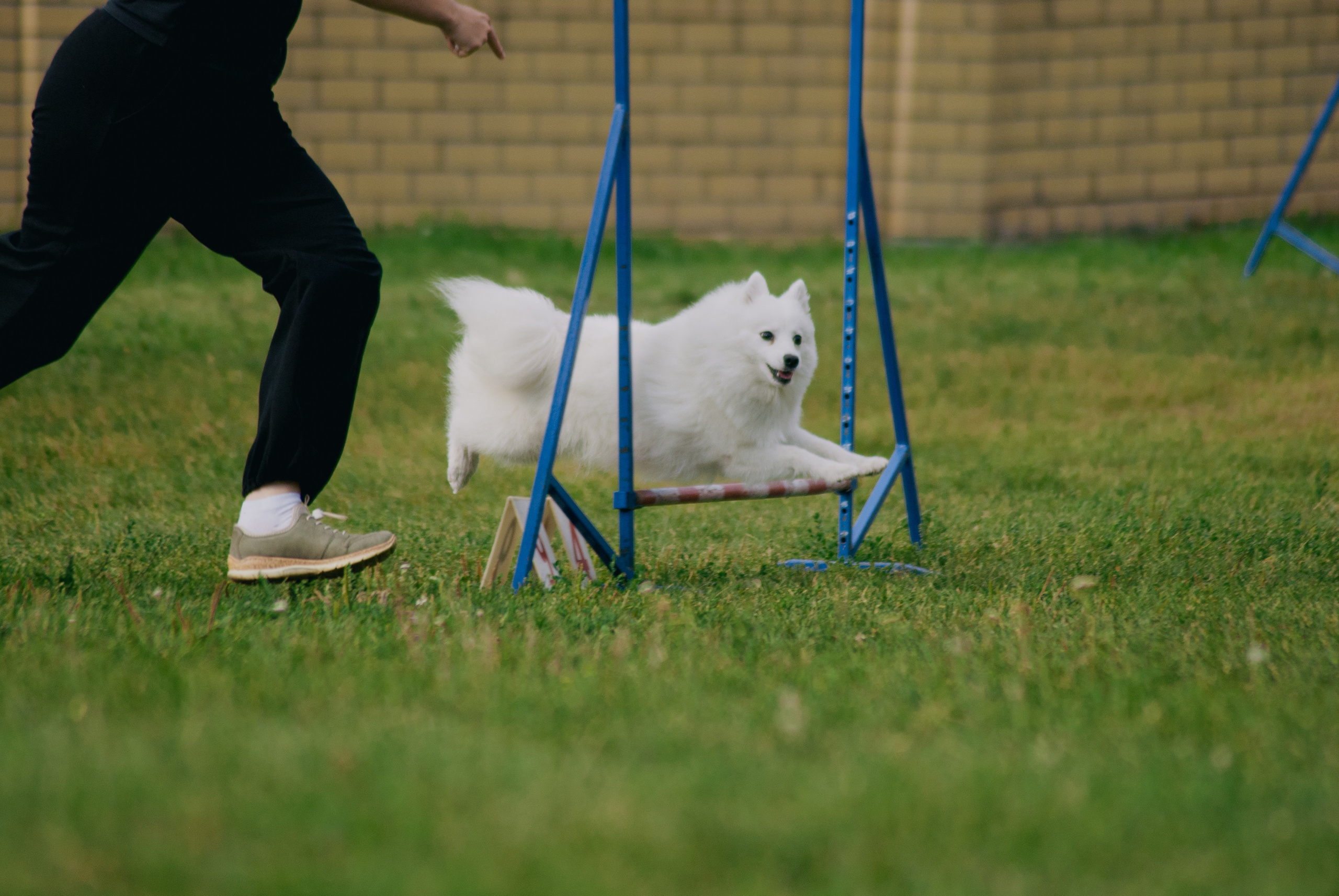 Аджилити. Фотограф в Тюмени Лизавета Сапицкая