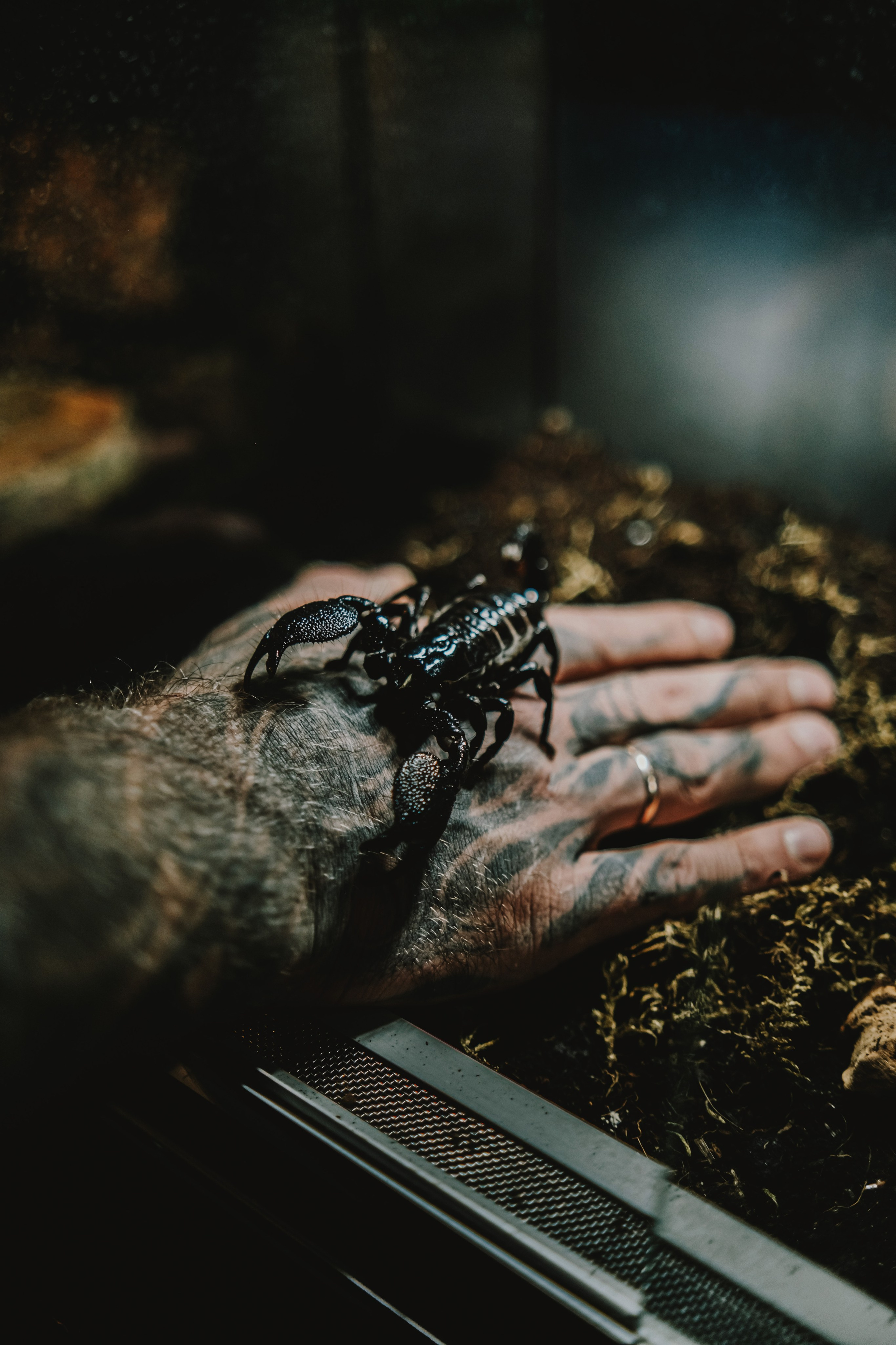 Дом Драконов. Nattie.ph