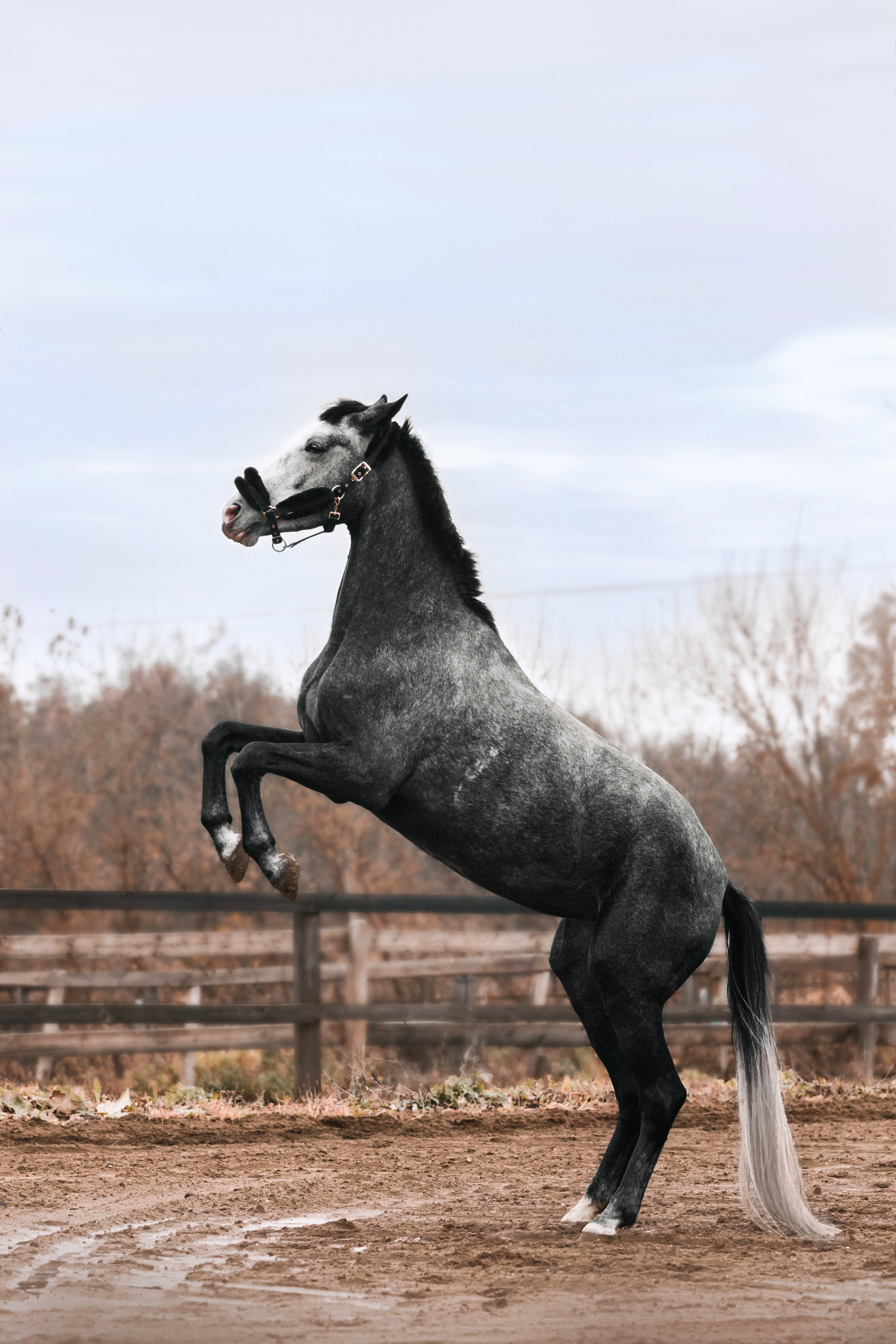 Аня и Джози. Фотограф-анималист Татьяна Степанова