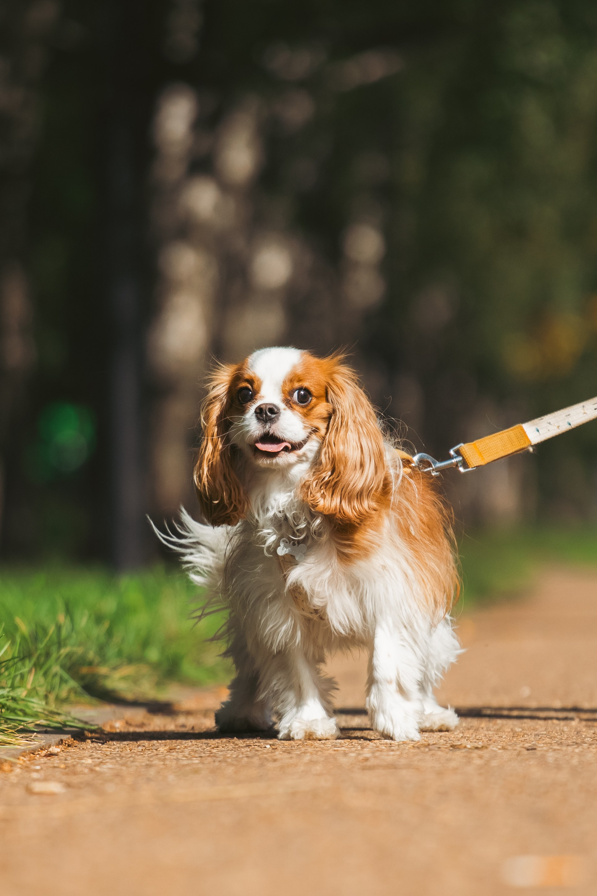 Фотопрогулка на бульваре. Фотограф-анималист Татьяна Степанова