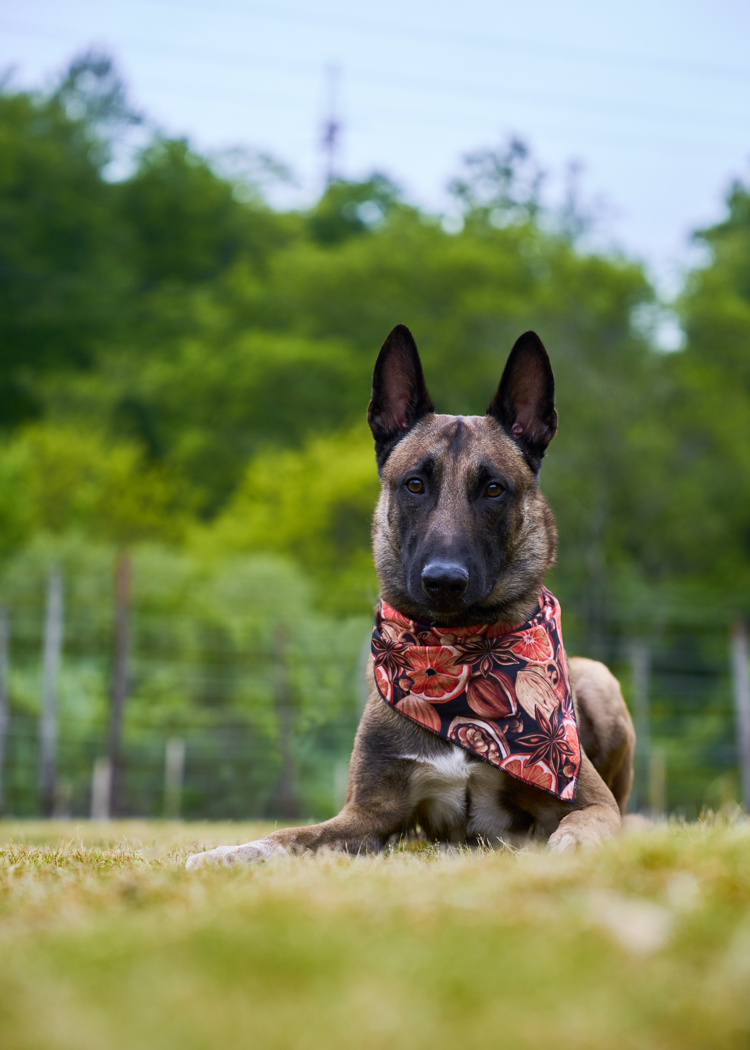 Животные отдельно